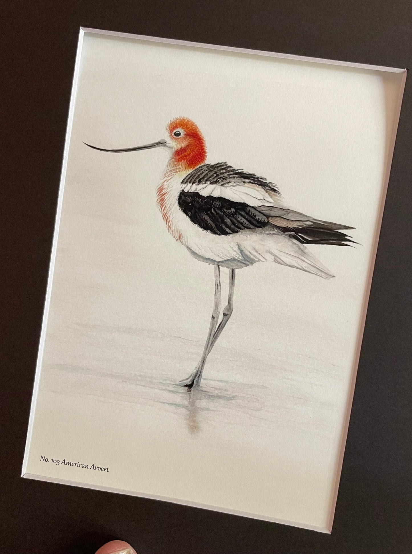 American Avocet - Bird Art by KB - Giclee Print with Black Mat