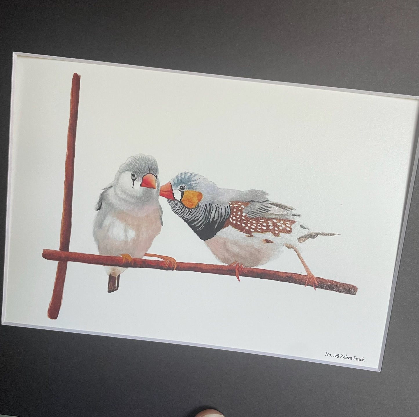 Zebra Finch - Bird Art by KB - Giclee Print with Black Mat