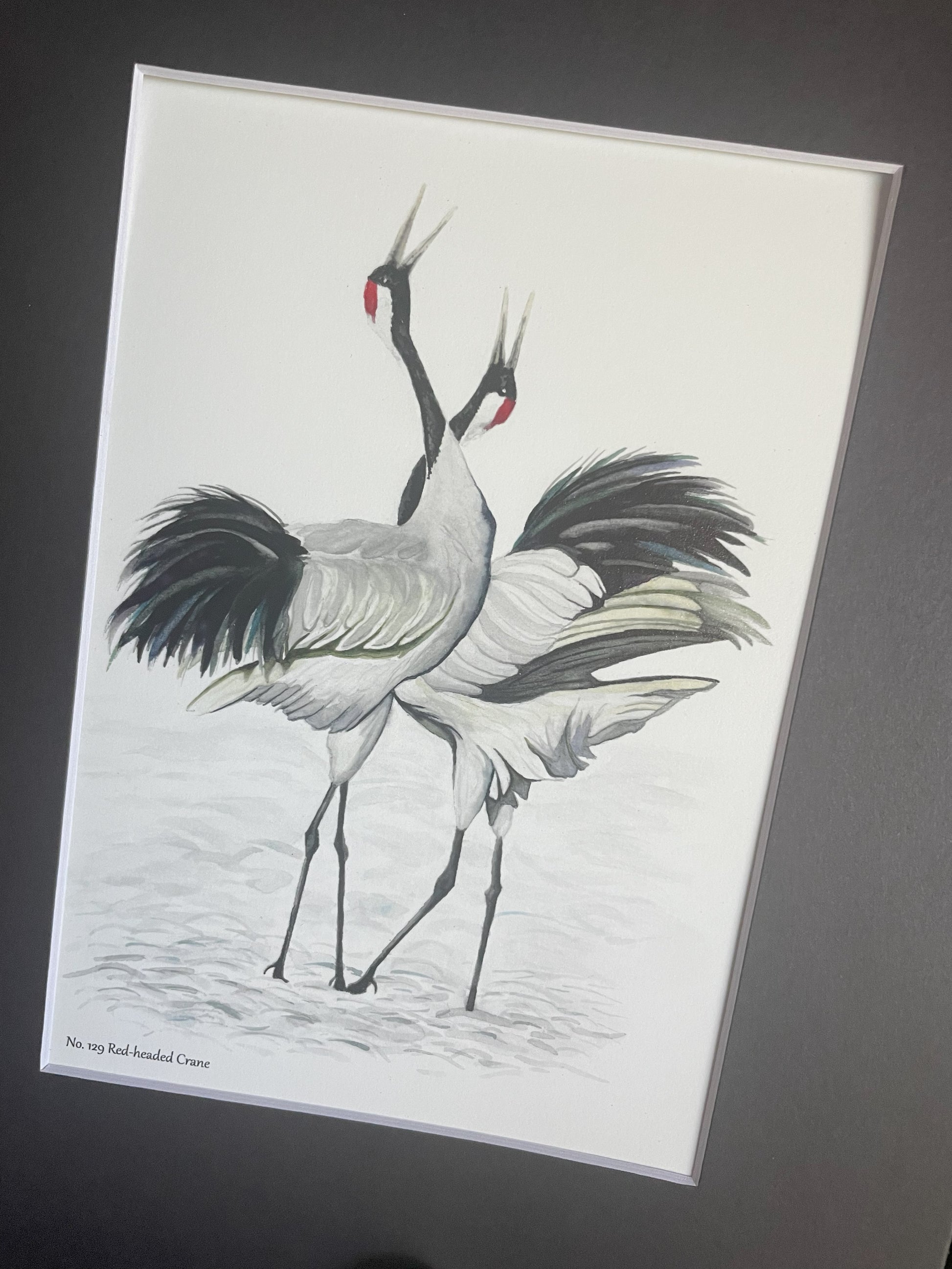 Red-crowned Crane - Bird Art by KB - Giclee Print with Black Mat