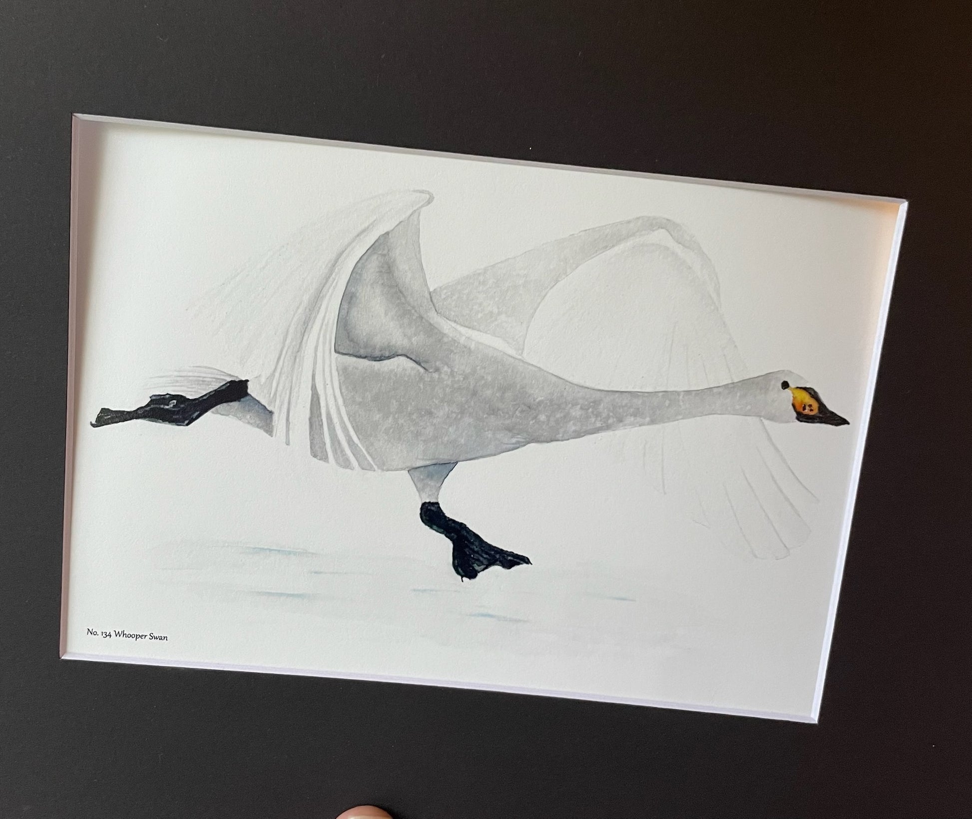 Whooper Swan - Bird Art by KB - Giclee Print with Black Mat