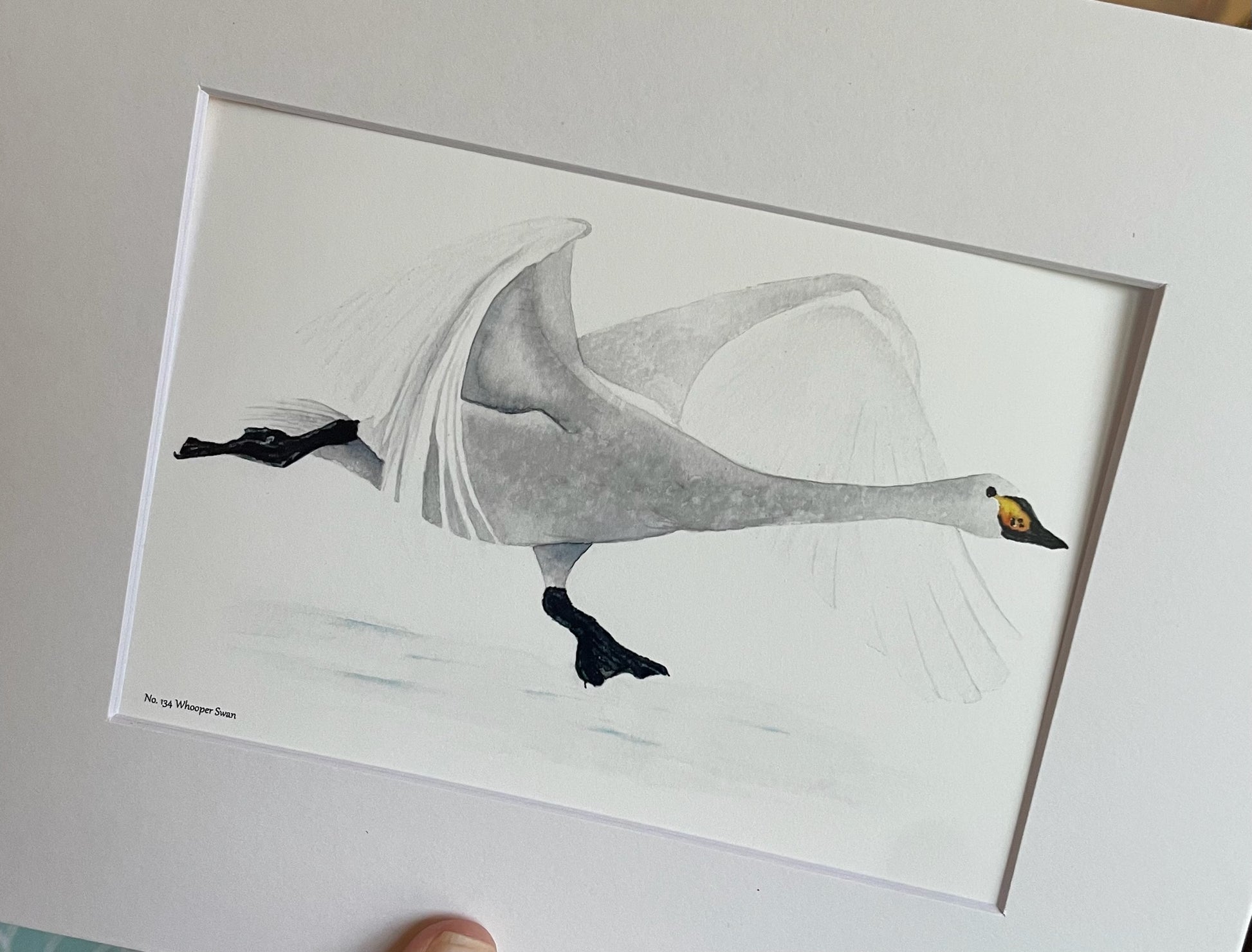 Whooper Swan - Bird Art by KB - Giclee Print with White Mat