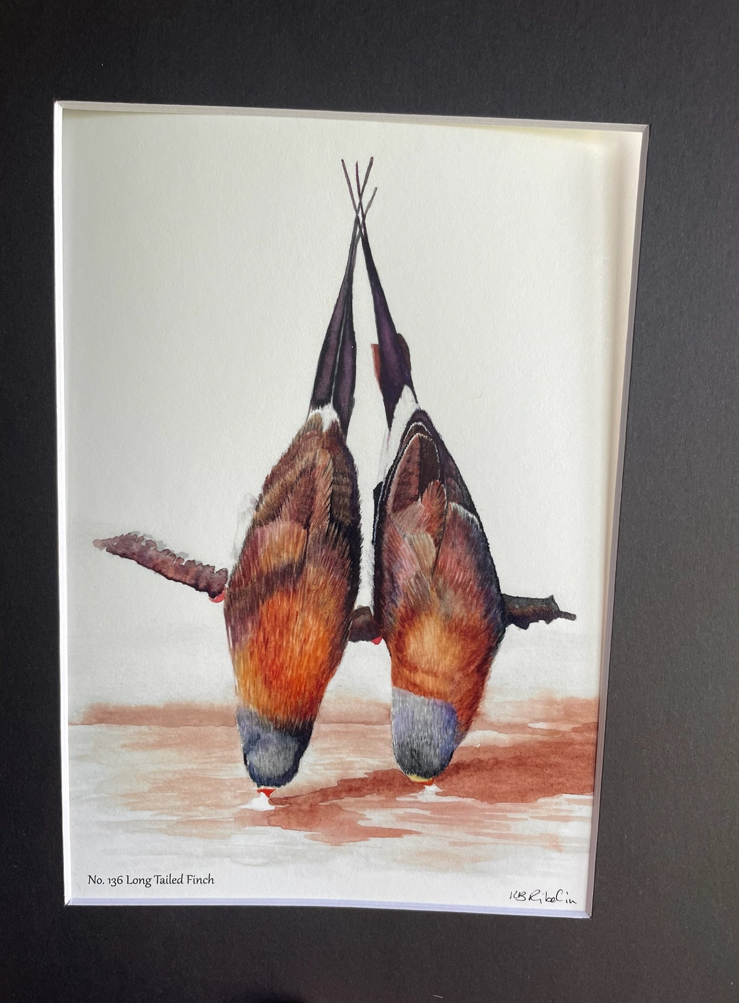 Long-tailed Finch - Bird Art by KB - Giclee Print with Black Mat