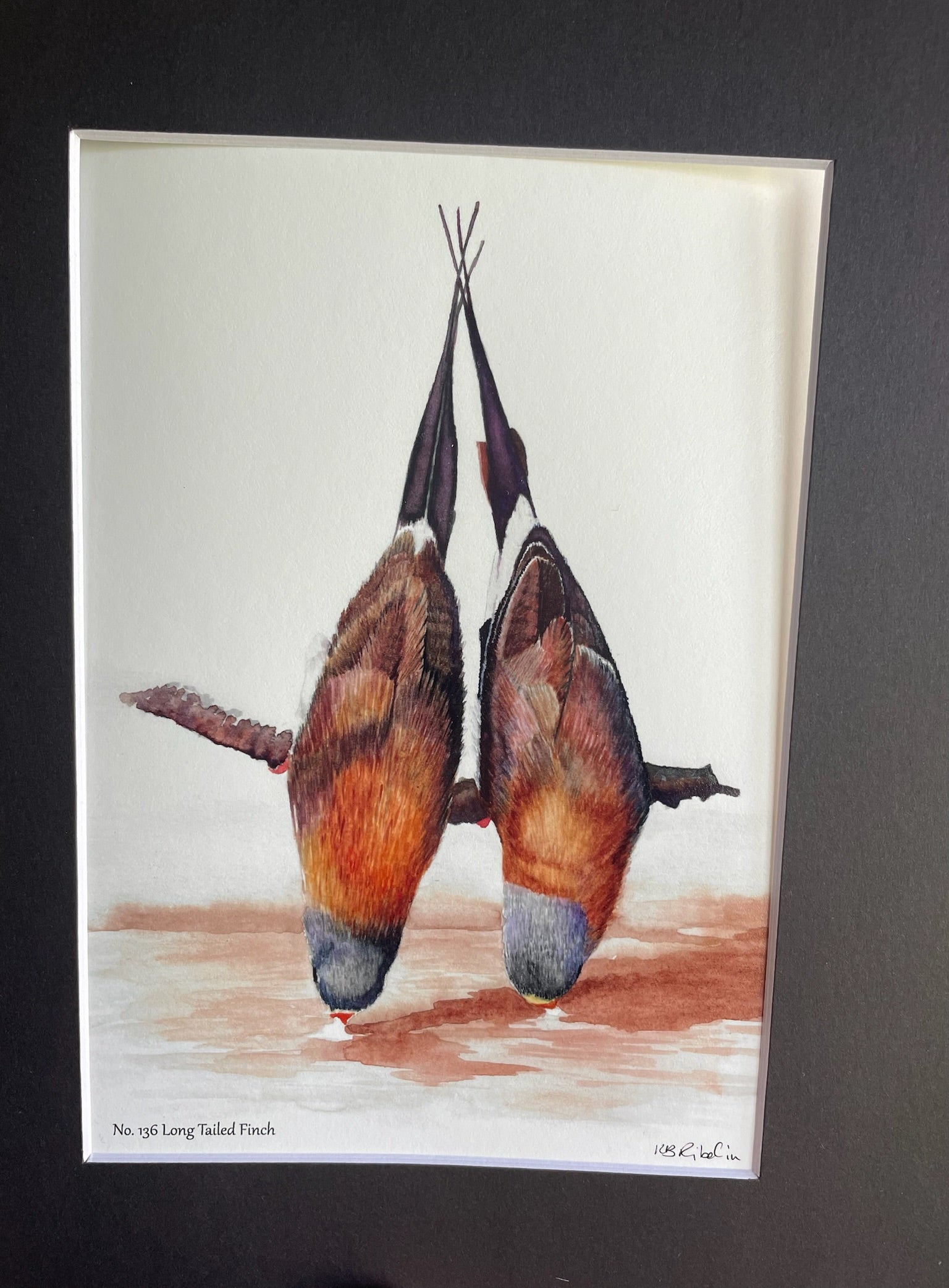 Long-tailed Finch - Bird Art by KB - Giclee Print with Black Mat
