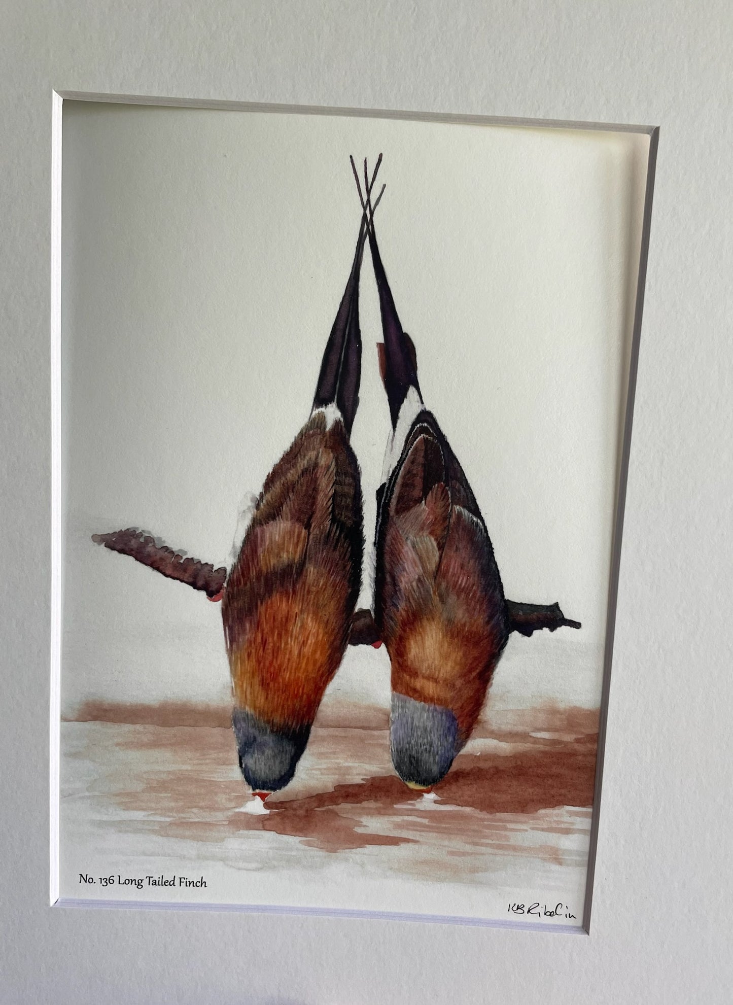 Long-tailed Finch - Bird Art by KB - Giclee Print with White Mat