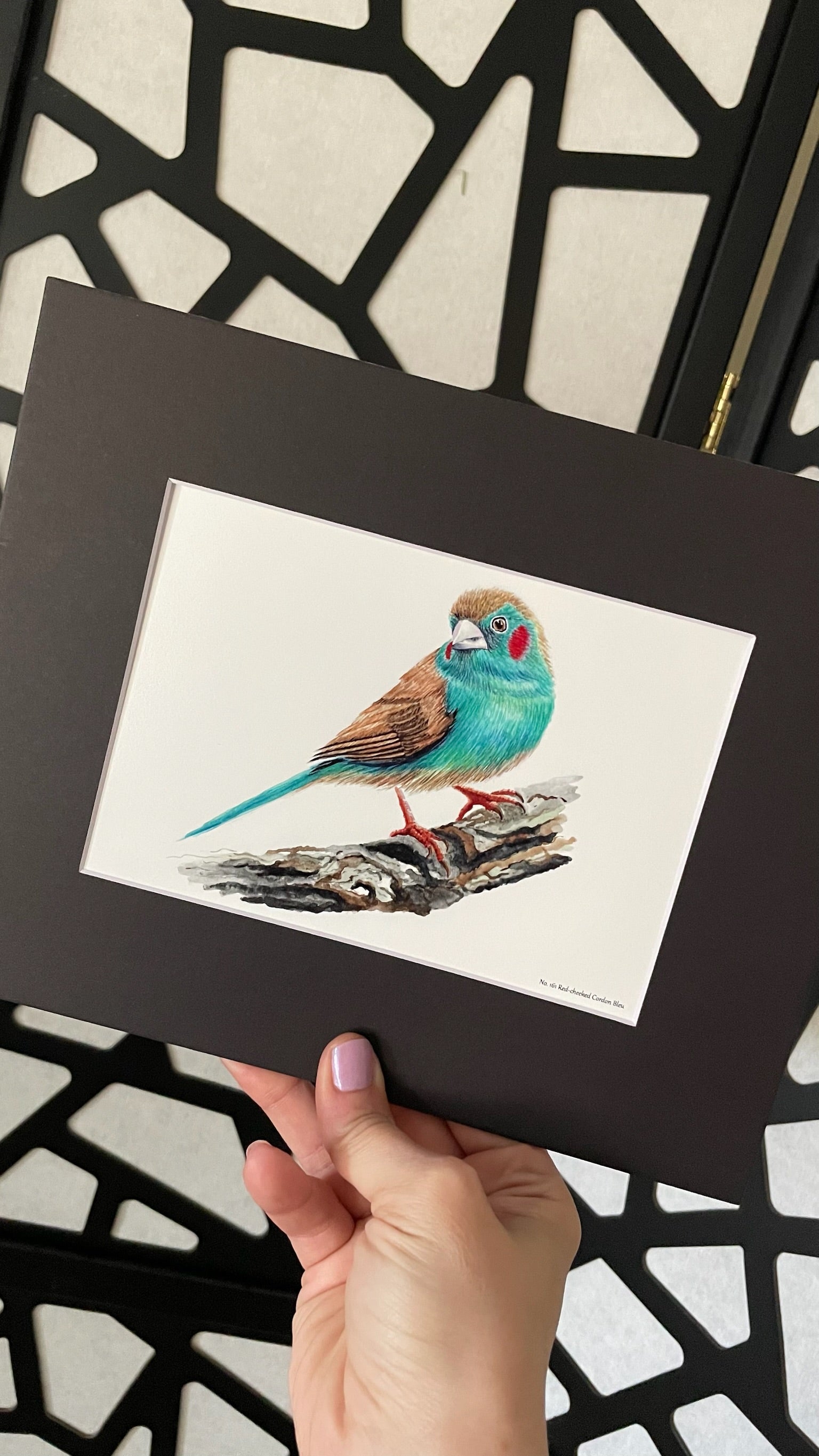 Red-cheeked Cordon Bleu - Bird Art by KB - Giclee Print with Black Mat