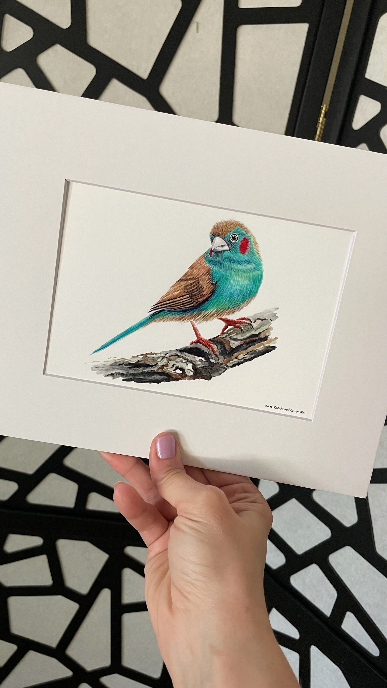 Red-cheeked Cordon Bleu - Bird Art by KB - Giclee Print with White Mat