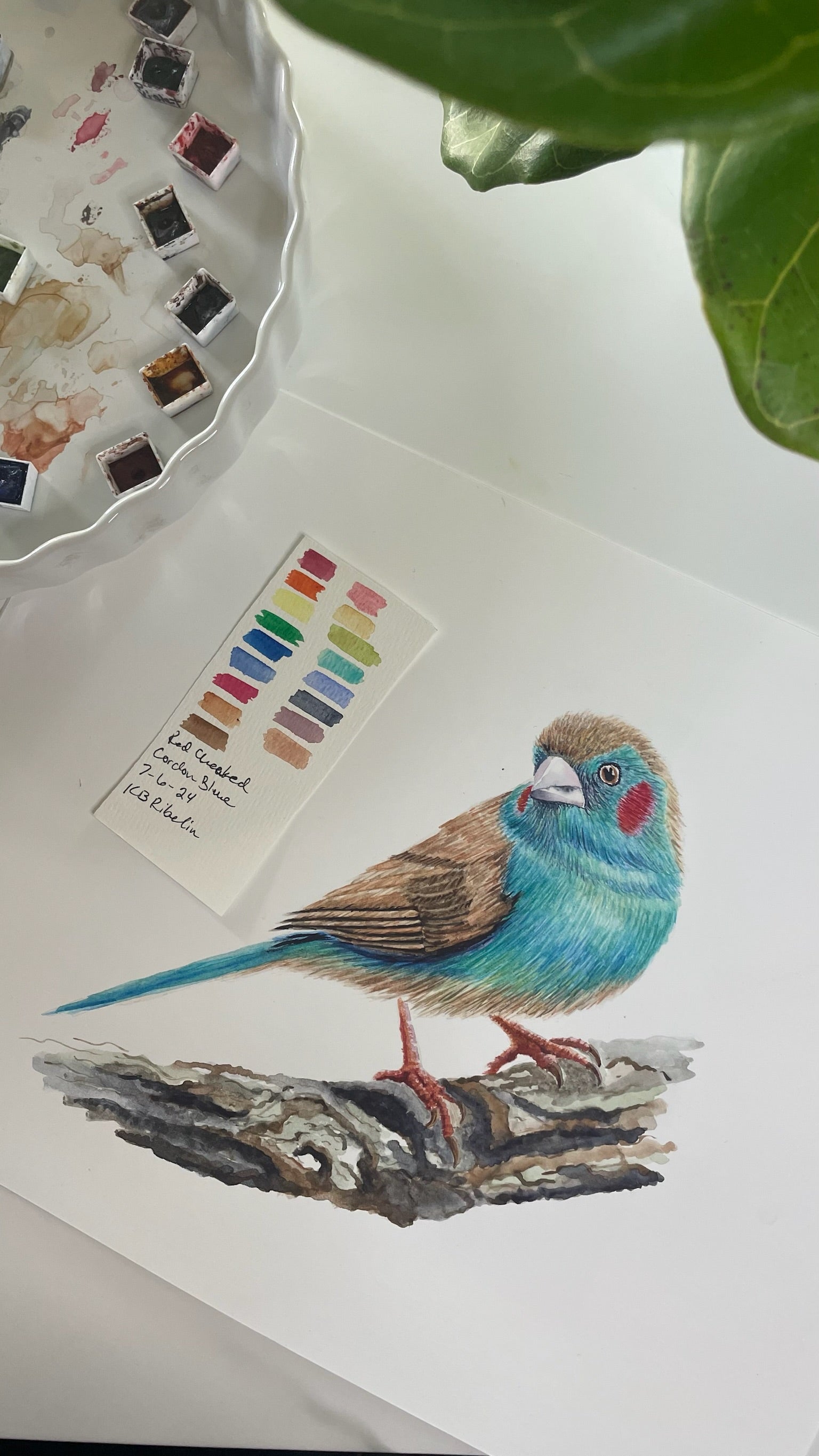 Red-cheeked Cordon Bleu - Bird Art by KB - Original 2