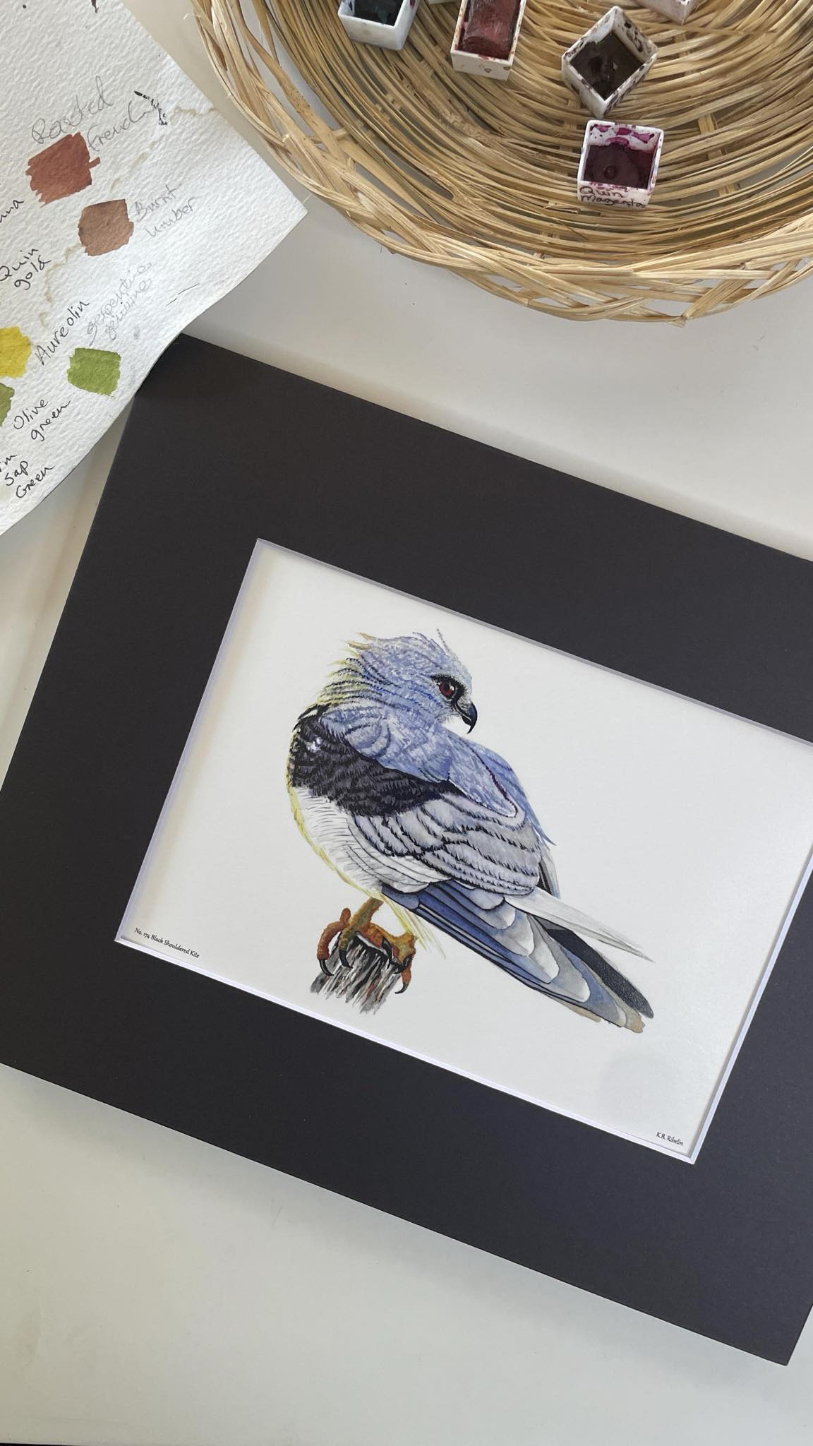 Black-shouldered Kite - Bird Art by KB - Giclee Print with Black Mat