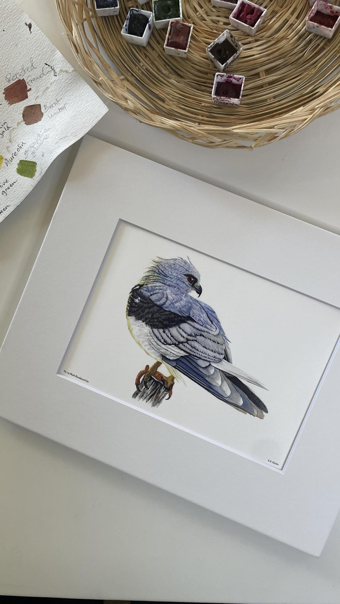 Black-shouldered Kite - Bird Art by KB - Giclee Print with White Mat