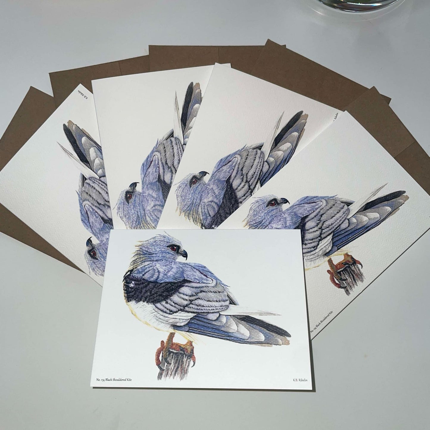Black-shouldered Kite - Bird Art by KB - Notecard Set
