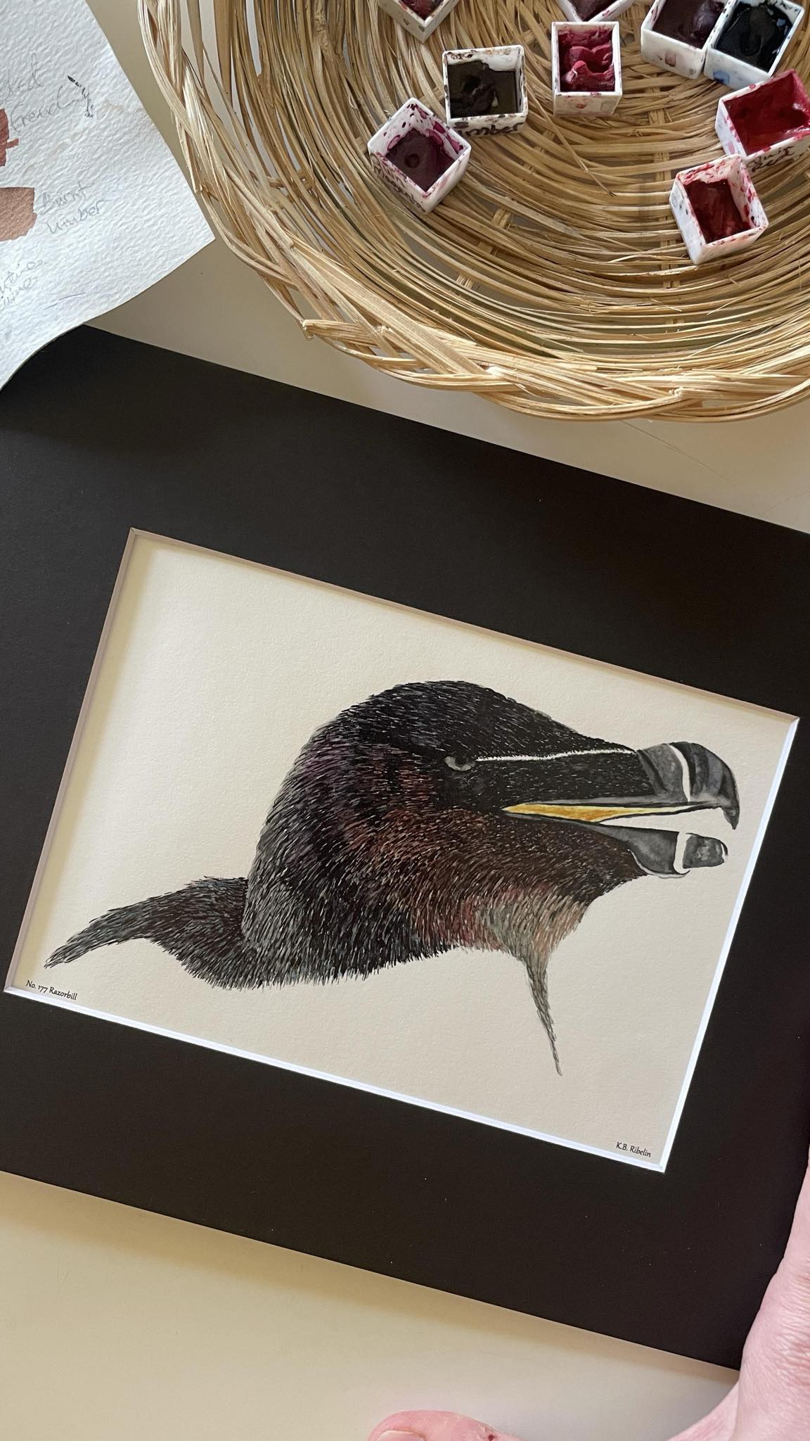 Razorbill - Bird Art by KB - Giclee Print with Black Mat