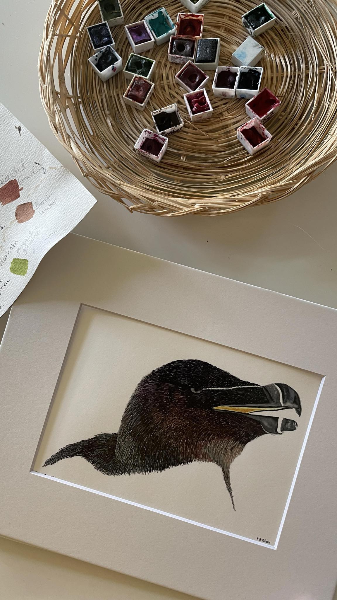 Razorbill - Bird Art by KB - Giclee Print with White Mat