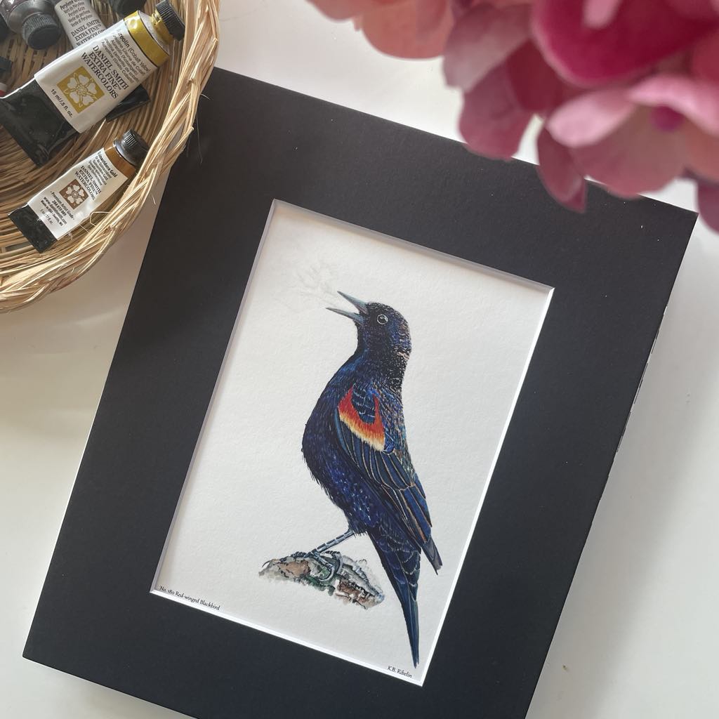 Red-winged Blackbird - Bird Art by KB - Giclee Print with Black Mat