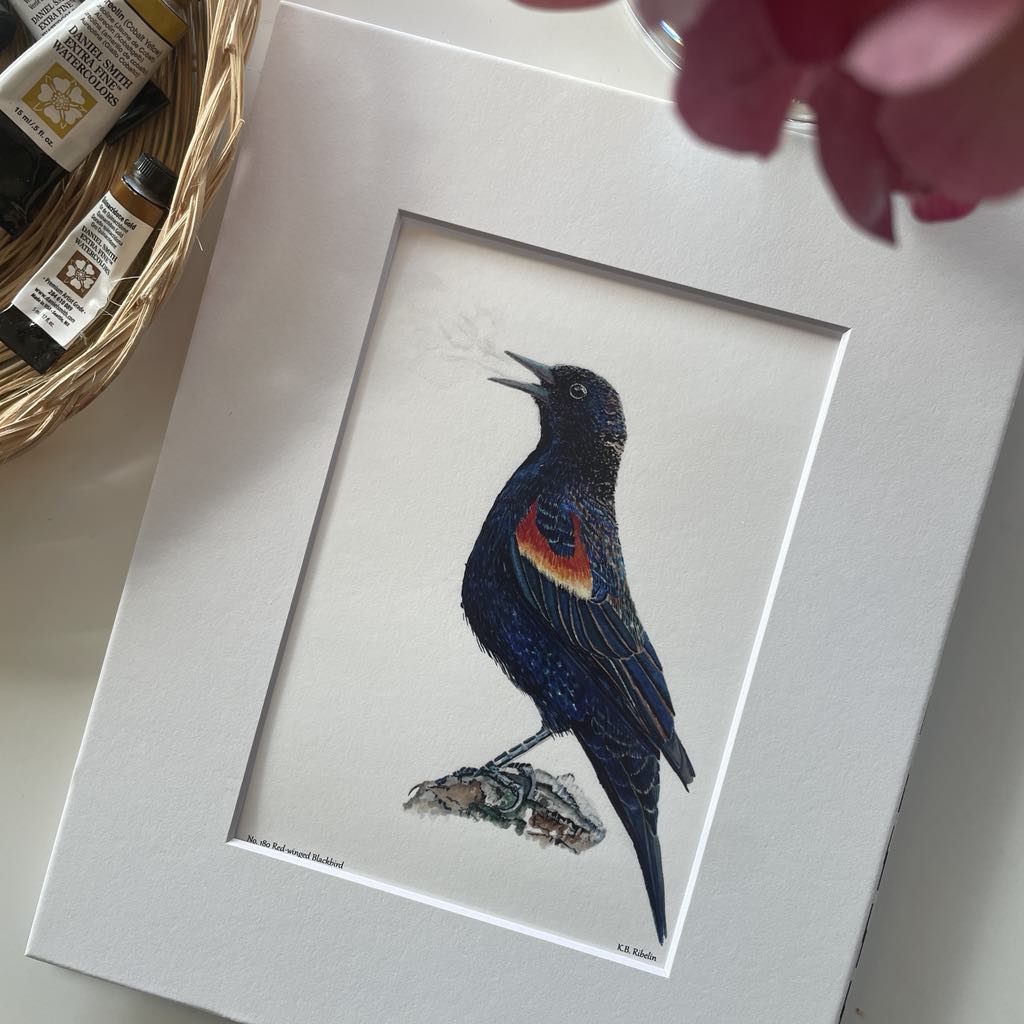 Red-winged Blackbird - Bird Art by KB - Giclee Print with White Mat