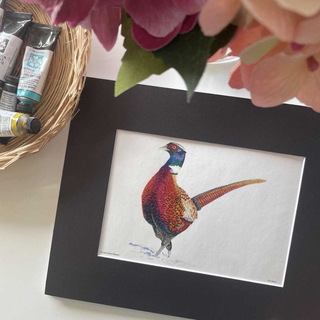 Common Pheasant - Bird Art by KB - Giclee Print with Black Mat