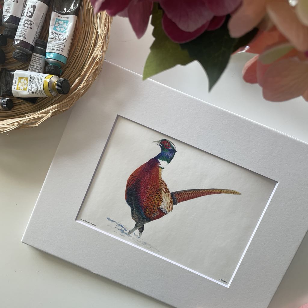 Common Pheasant - Bird Art by KB - Giclee Print with White Mat