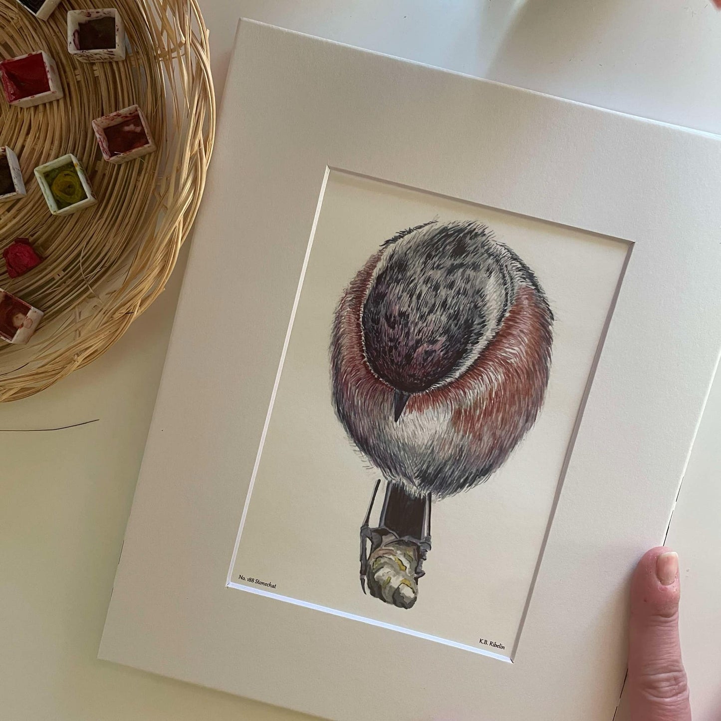 Stonechat - Bird Art by KB - Giclee Print with White Mat
