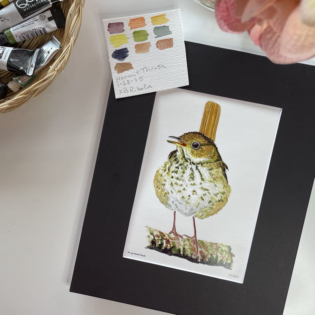 Hermit Thrush - Bird Art by KB - Giclee Print with Black Mat