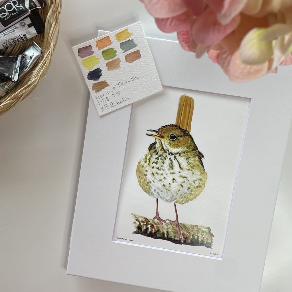 Hermit Thrush - Bird Art by KB - Giclee Print with White Mat