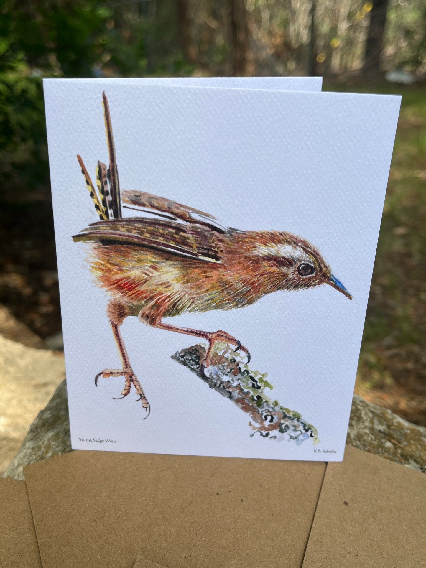 Sedge Wren - Bird Art by KB - Notecard