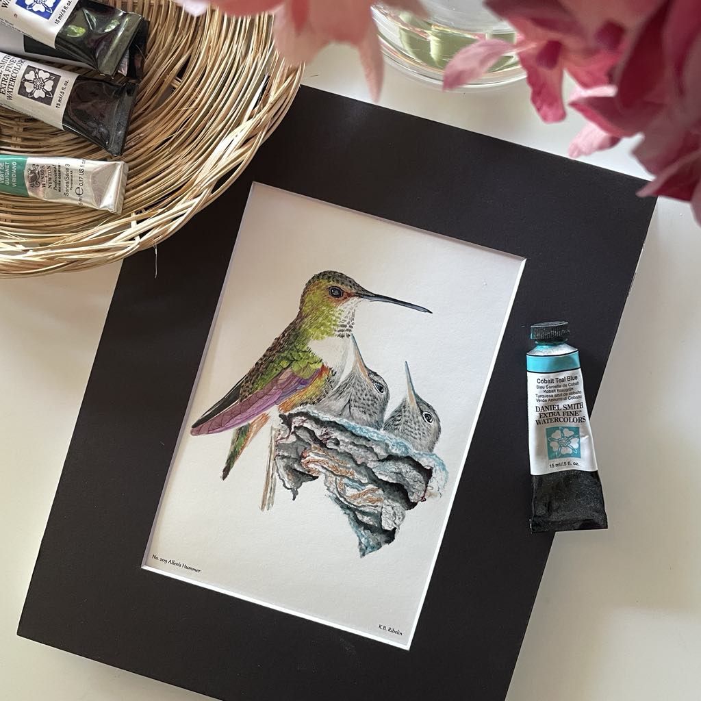 Allen's Hummingbird - Bird Art by KB - Giclee Print with Black Mat