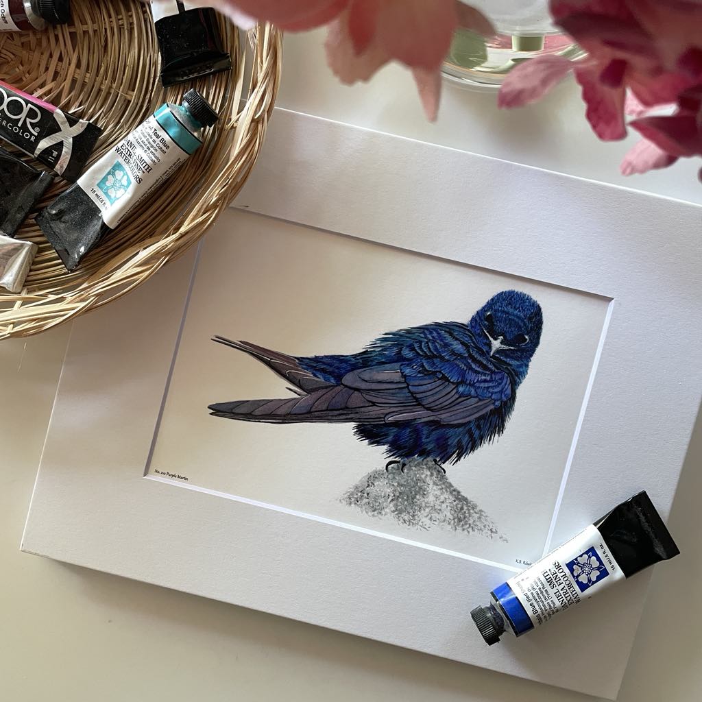 Purple Martin - Bird Art by KB - Giclee Print with White Mat