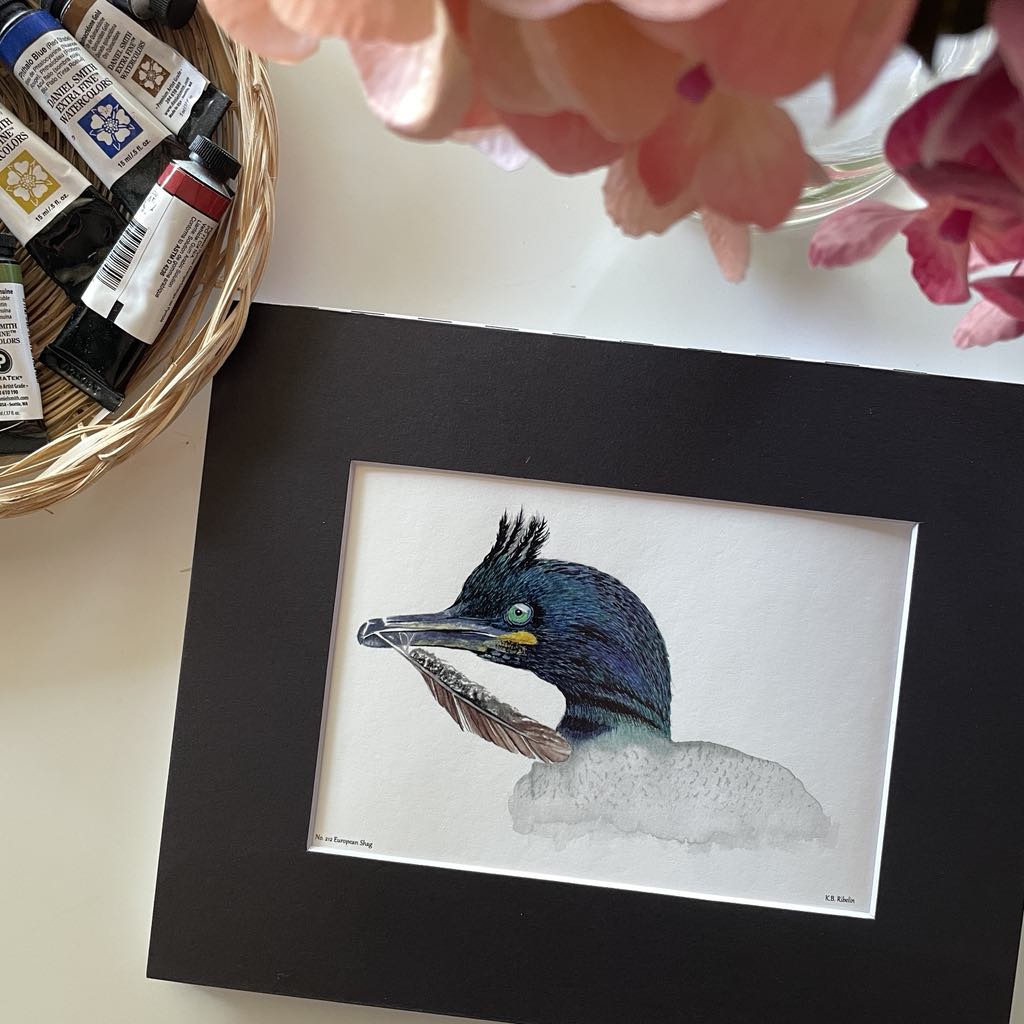 European Shag - Bird Art by KB - Giclee Print with Black Mat