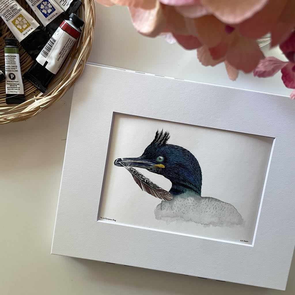 European Shag - Bird Art by KB - Giclee Print with White Mat