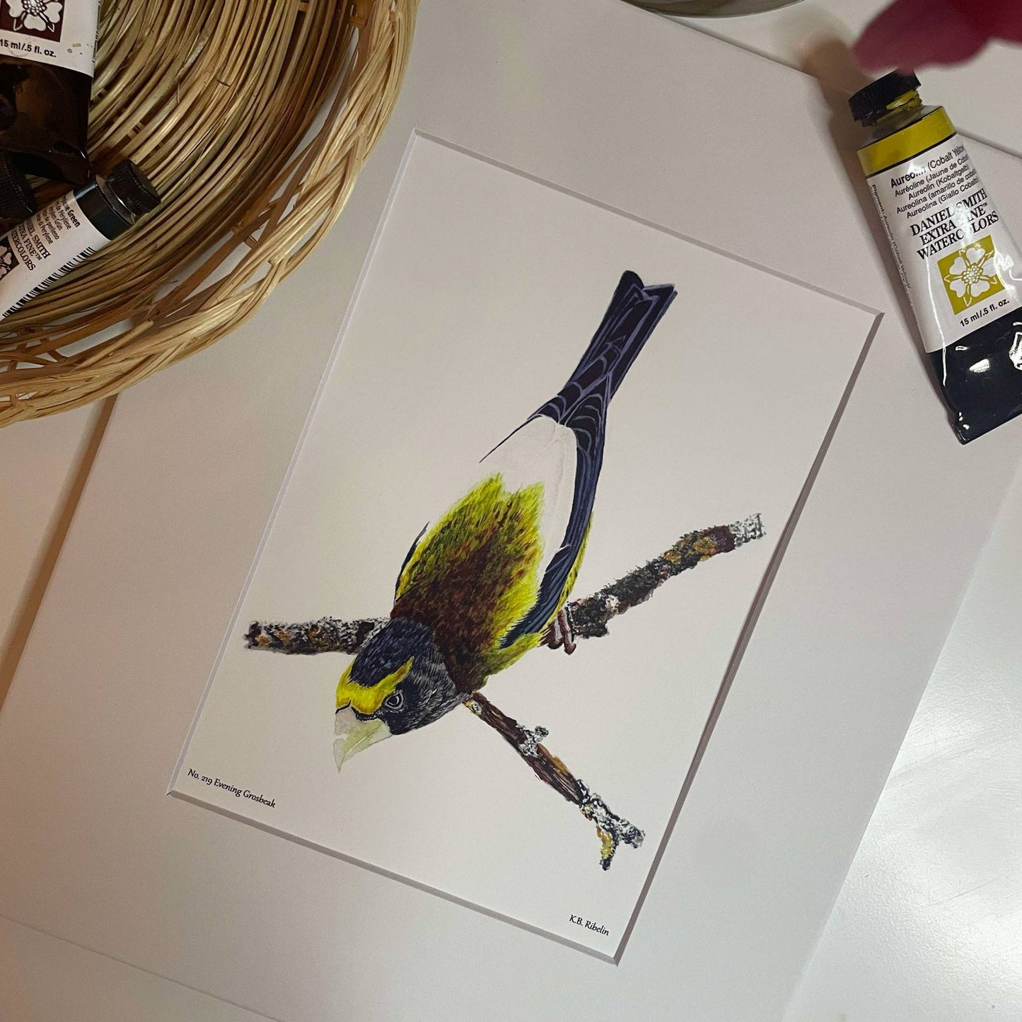 Evening Grosbeak - Bird Art by KB - Giclee Print with White Mat