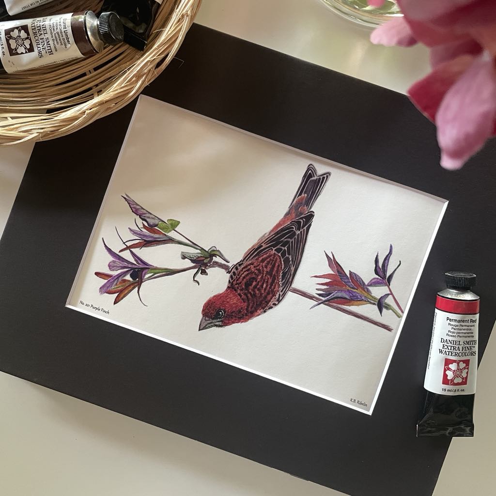 Purple Finch - Bird Art by KB - Giclee Print with Black Mat
