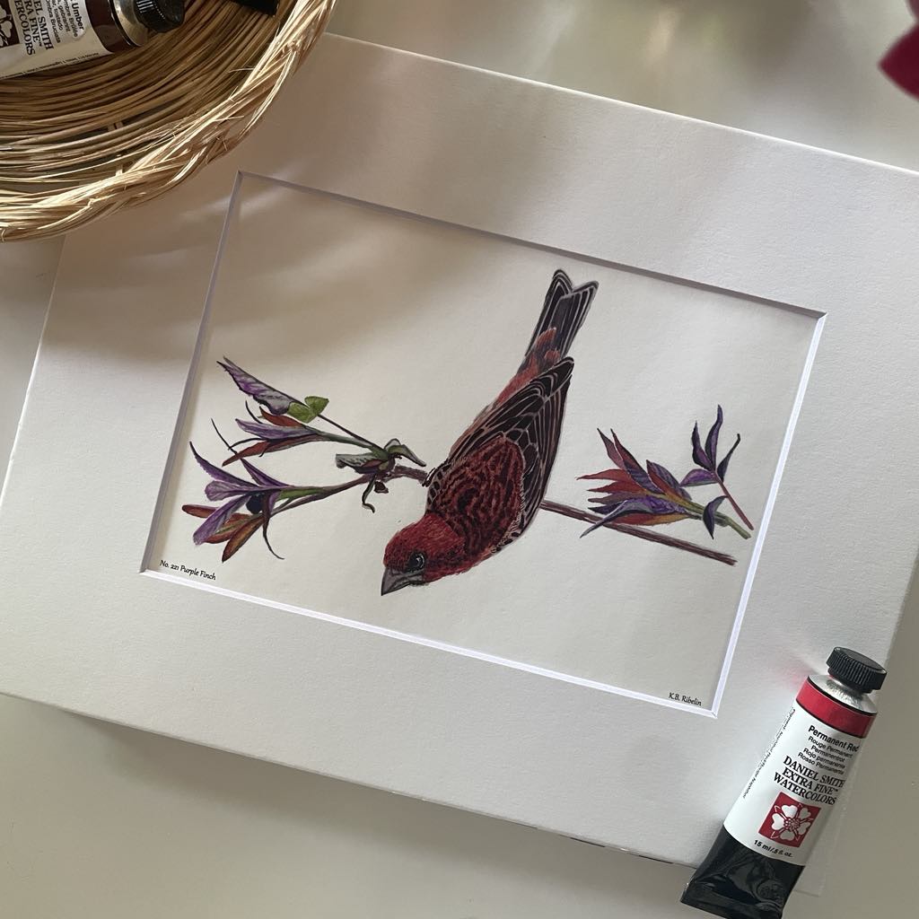 Purple Finch - Bird Art by KB - Giclee Print with White Mat