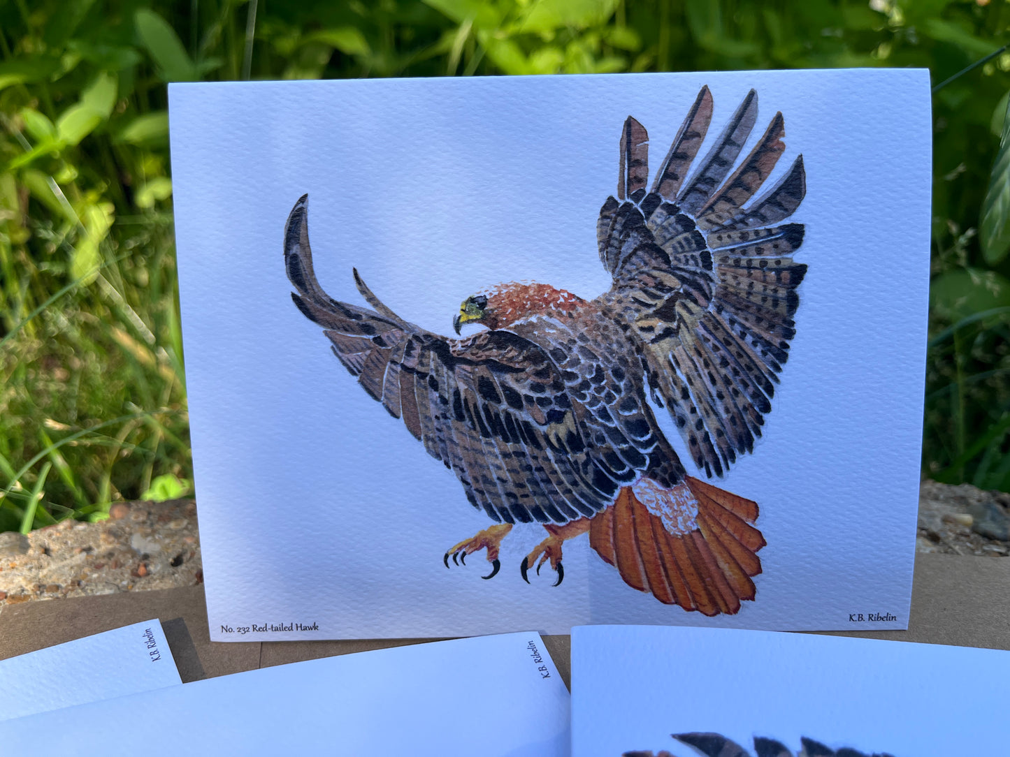 Red-tailed Hawk - Bird Art by KB - Notecard