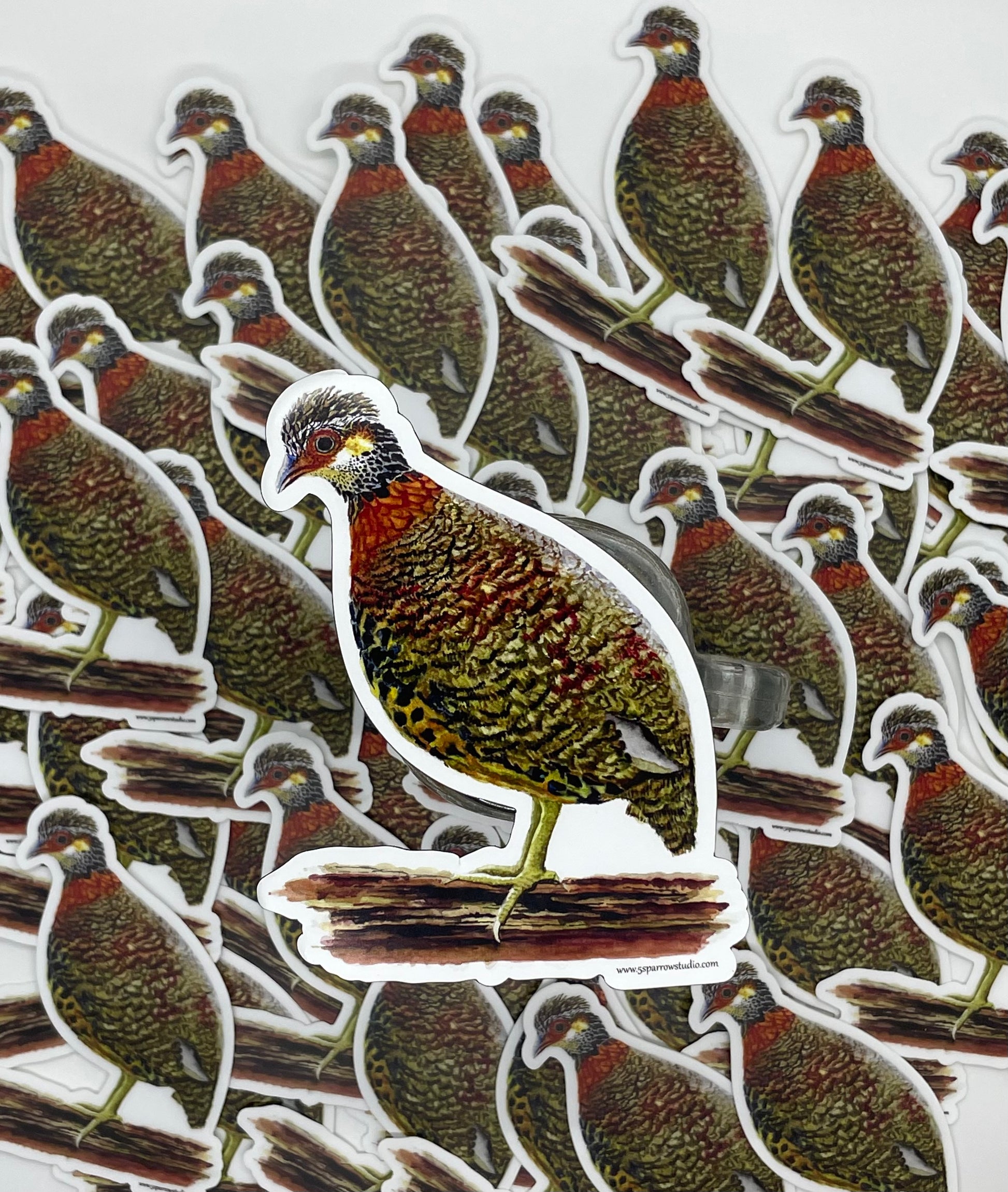 Chestnut-necklaced Partridge - Bird Art by KB