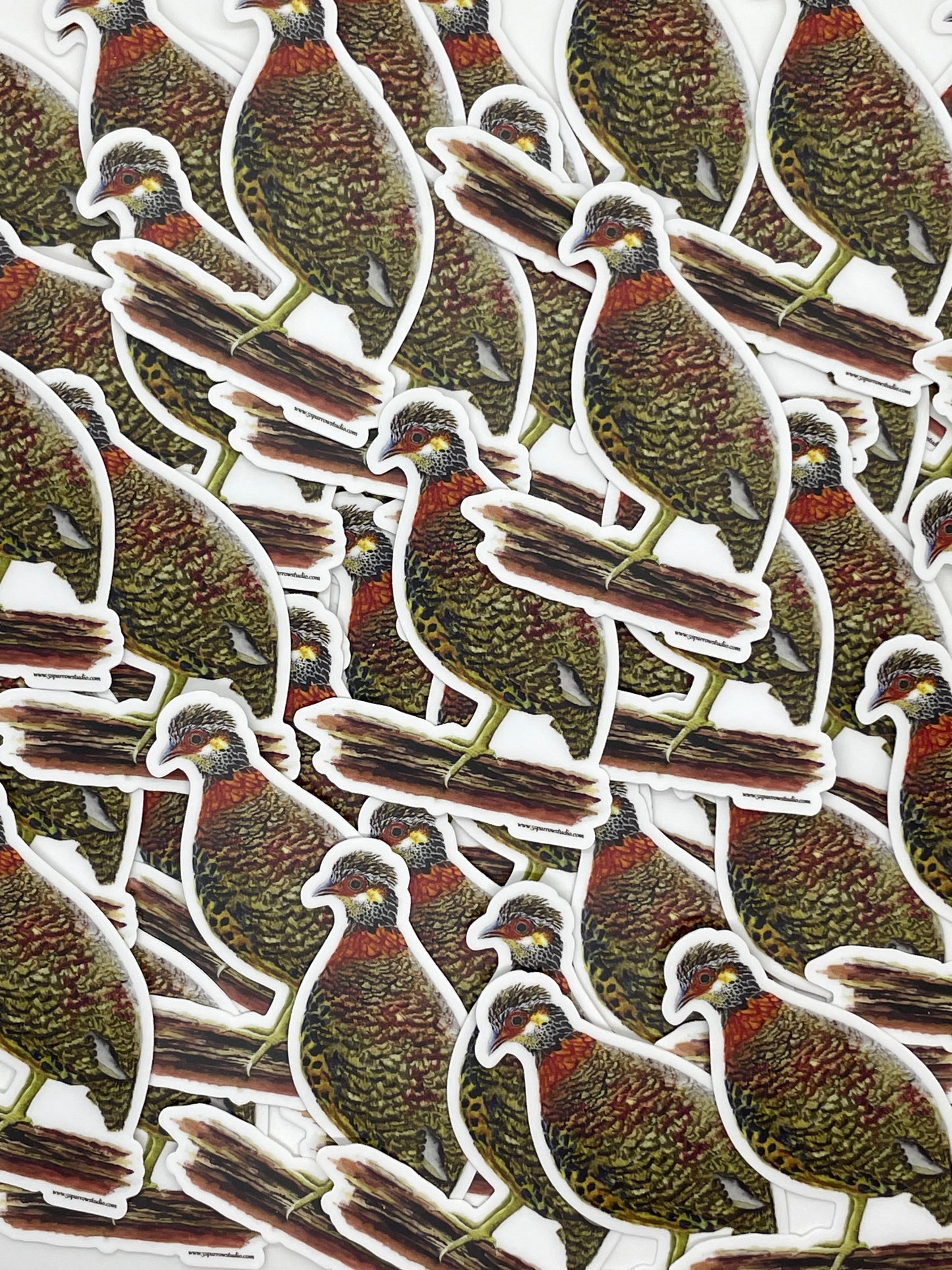 Chestnut-necklaced Partridge - Bird Art by KB