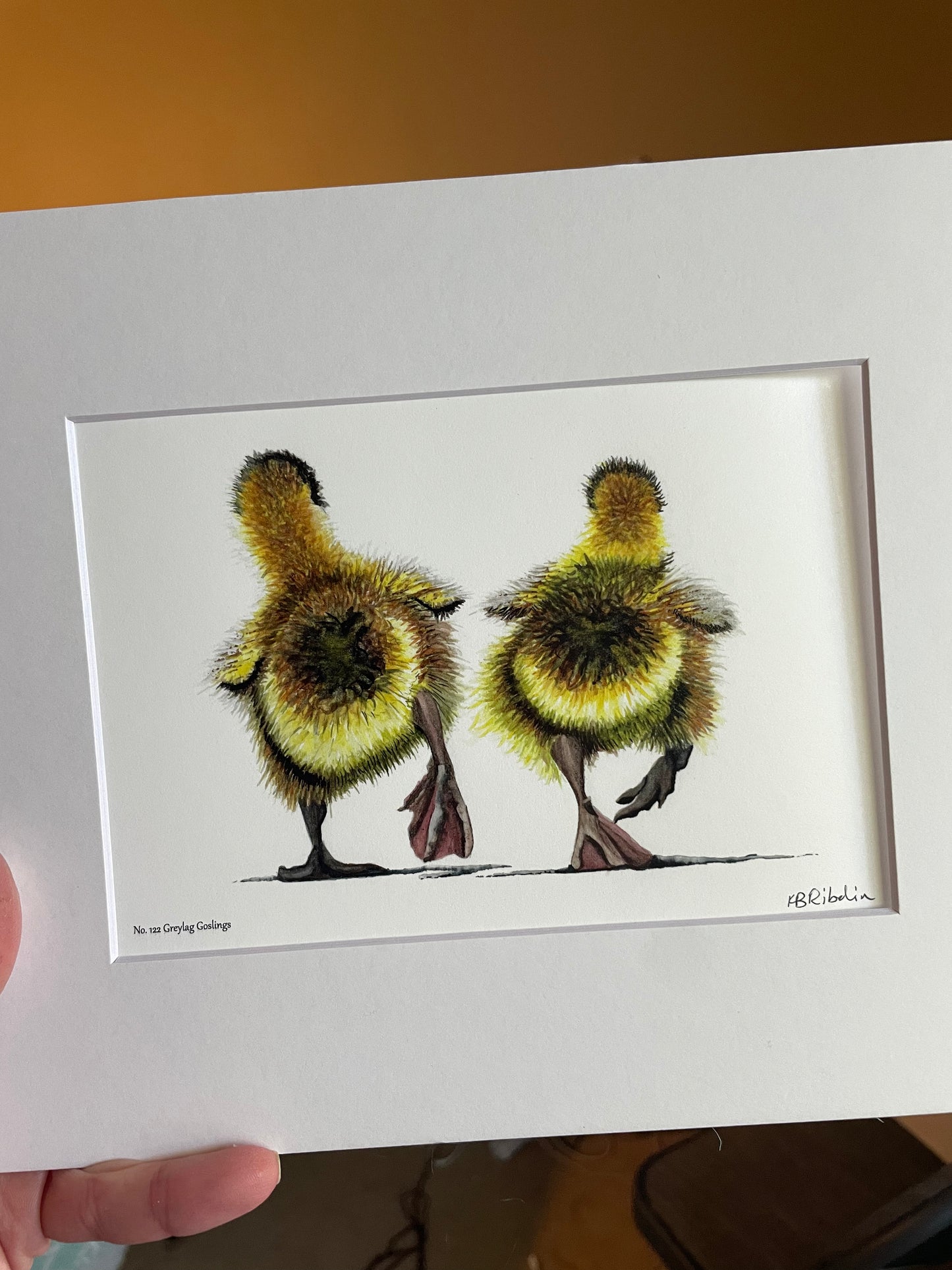 Greylag Goslings - Bird Art by KB