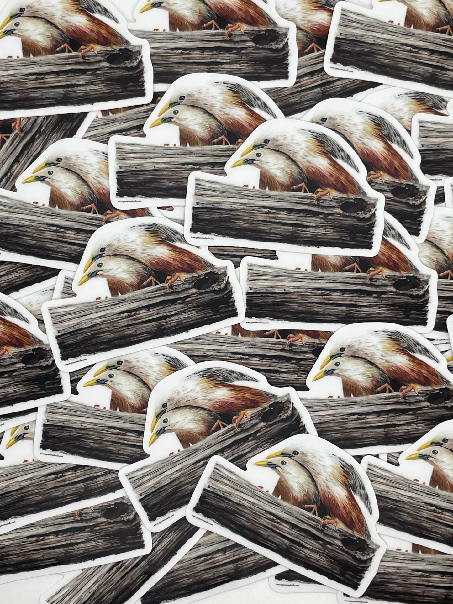 Malabar Starling - Bird Art by KB