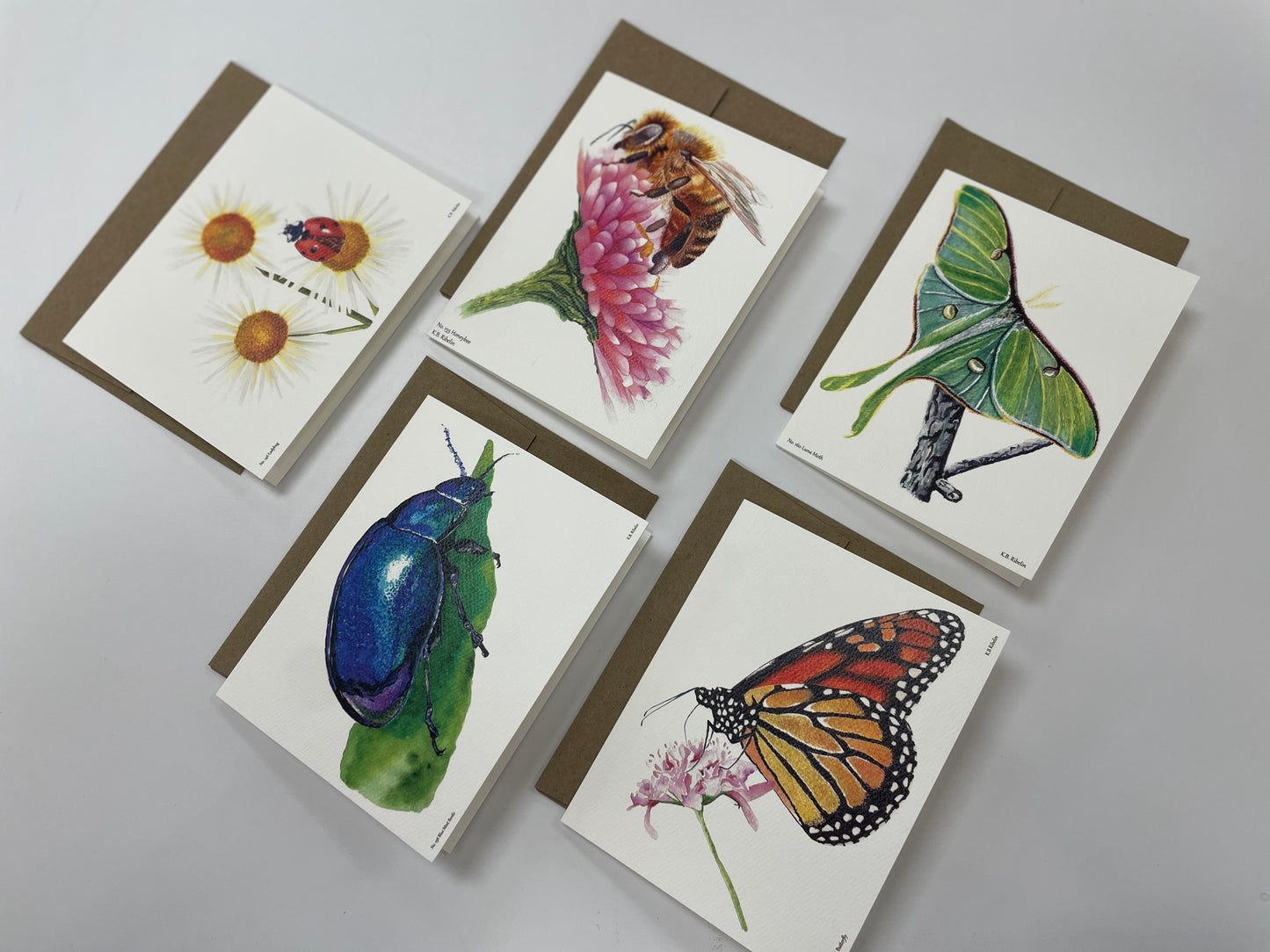 Insect Notecard Set - Bird Art by KB - 1