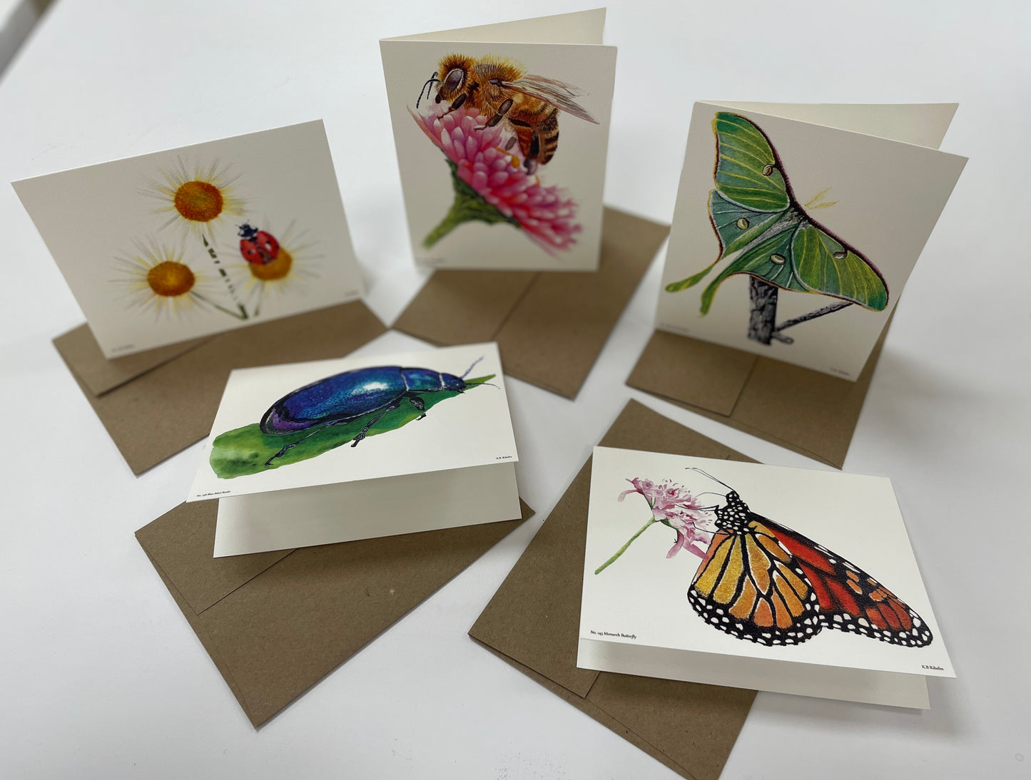 Insect Notecard Set - Bird Art by KB - 2
