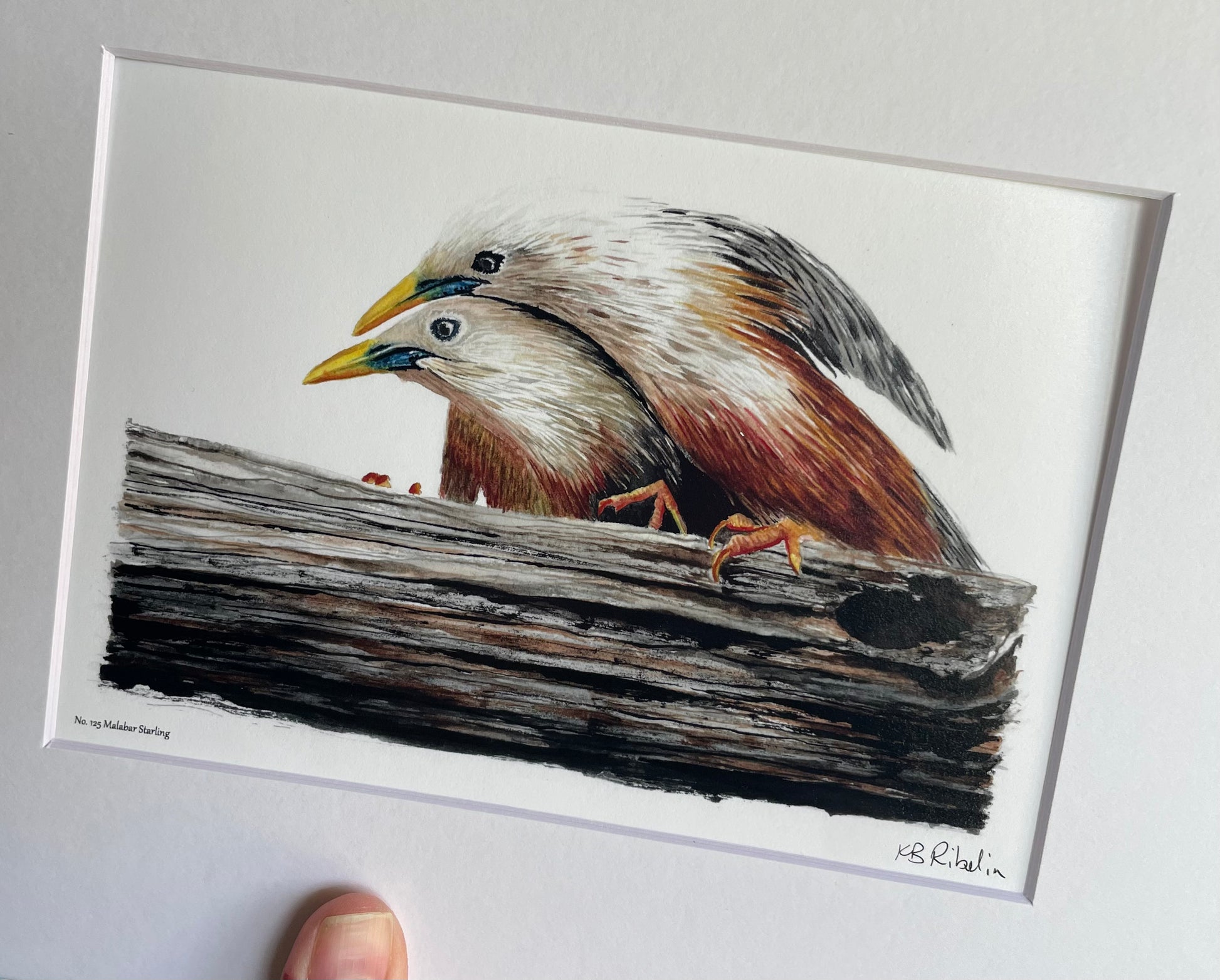 Malabar Starling - Bird Art by KB
