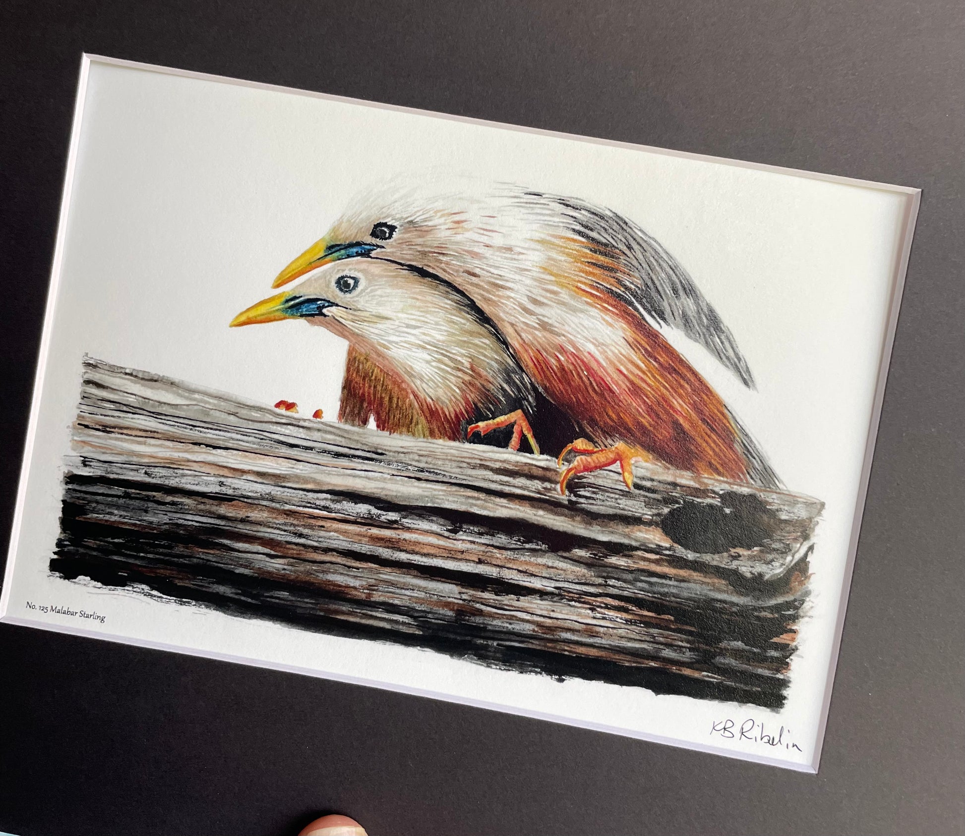 Malabar Starling - Bird Art by KB