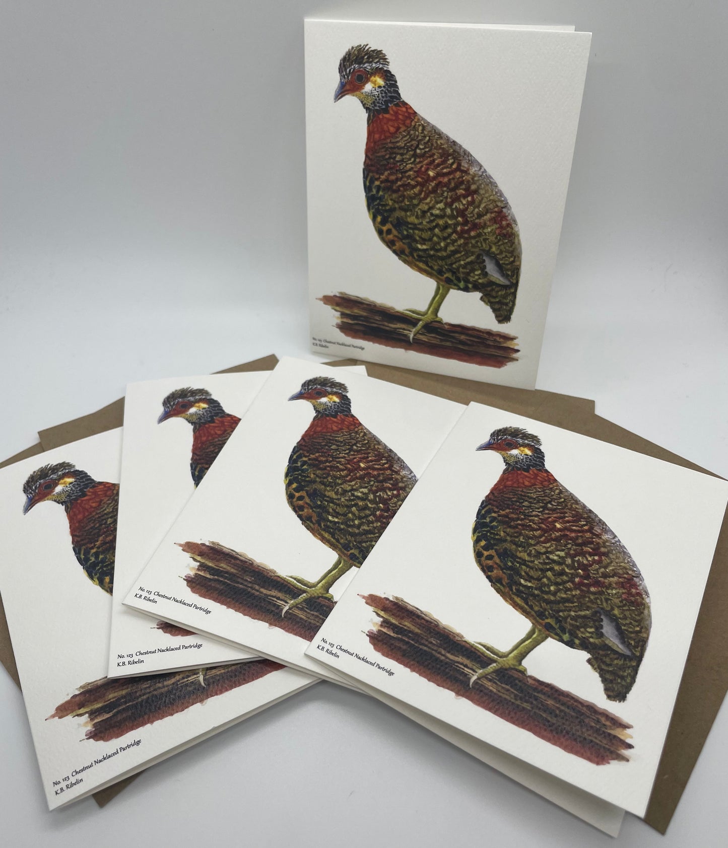 Chestnut-necklaced Partridge - Bird Art by KB