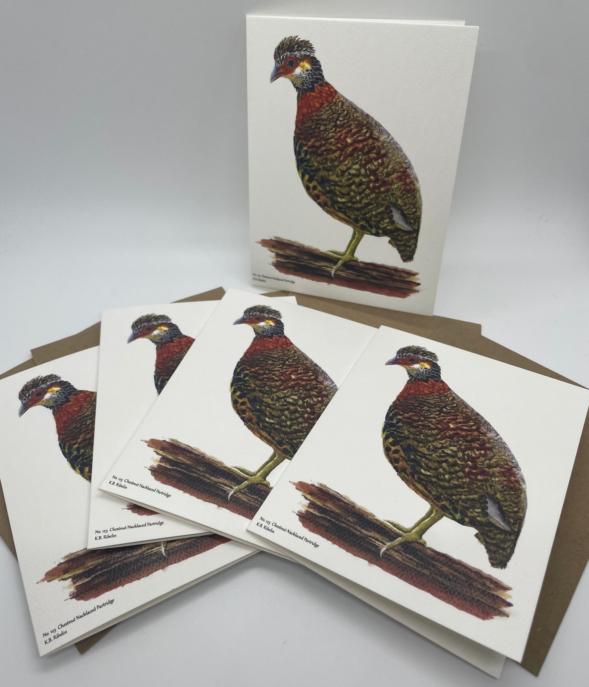 Chestnut-necklaced Partridge - Bird Art by KB