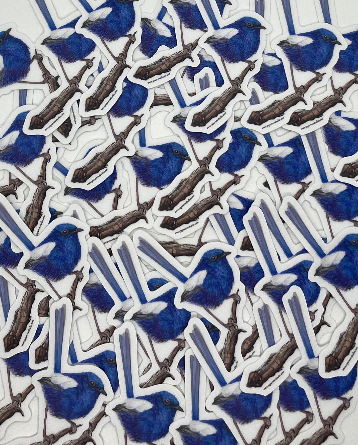 White-winged Fairywren - Bird Art by KB