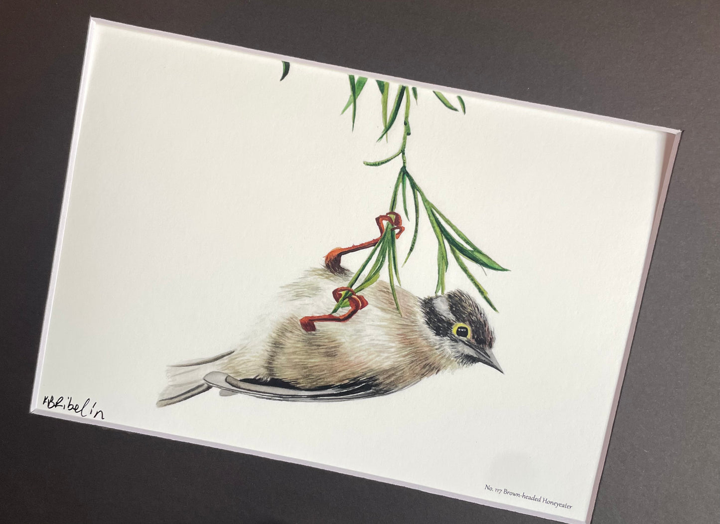 Brown-headed Honeyeater - Bird Art by KB
