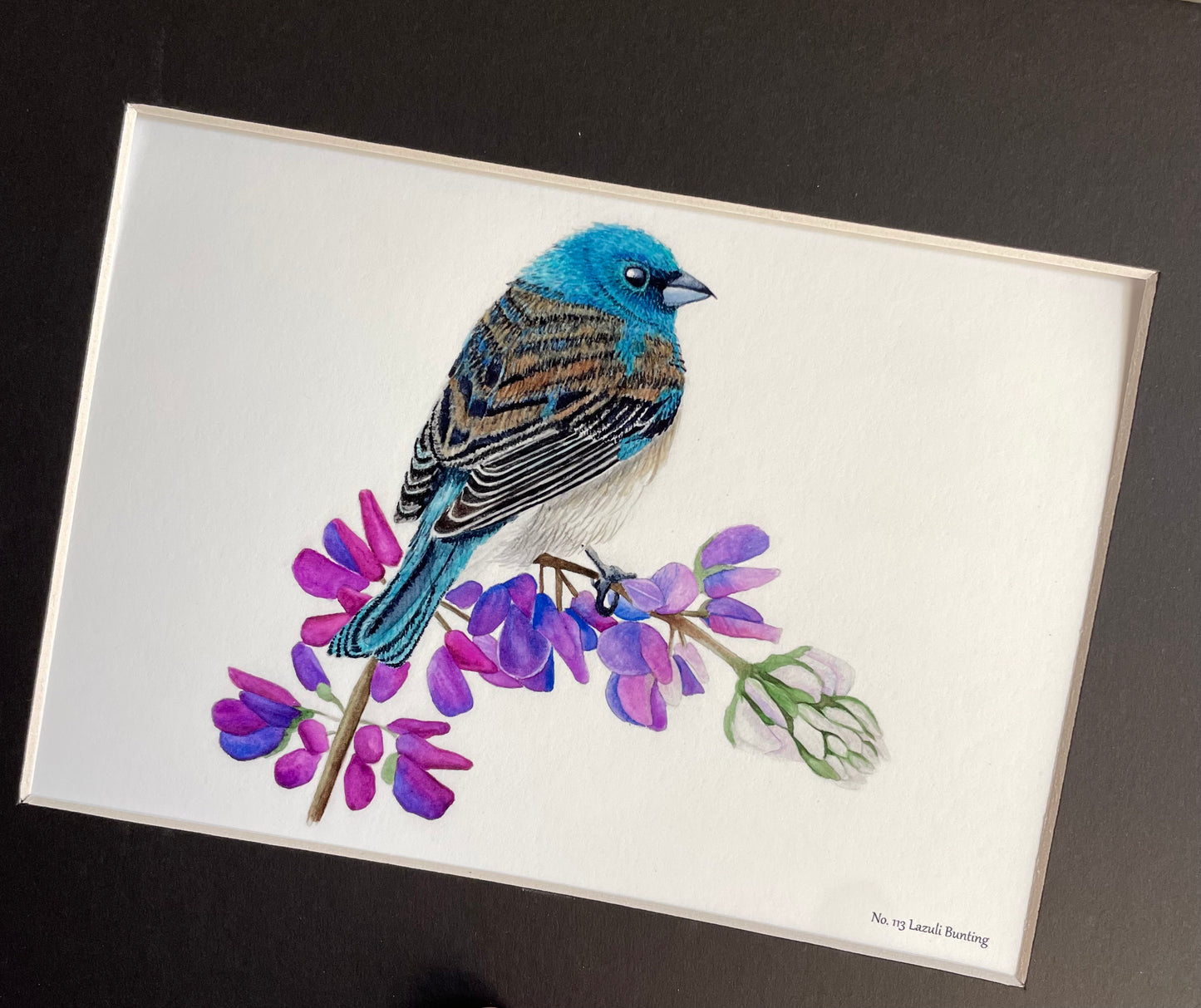 Lazuli Bunting - Bird Art by KB - Giclee Print with Black Mat