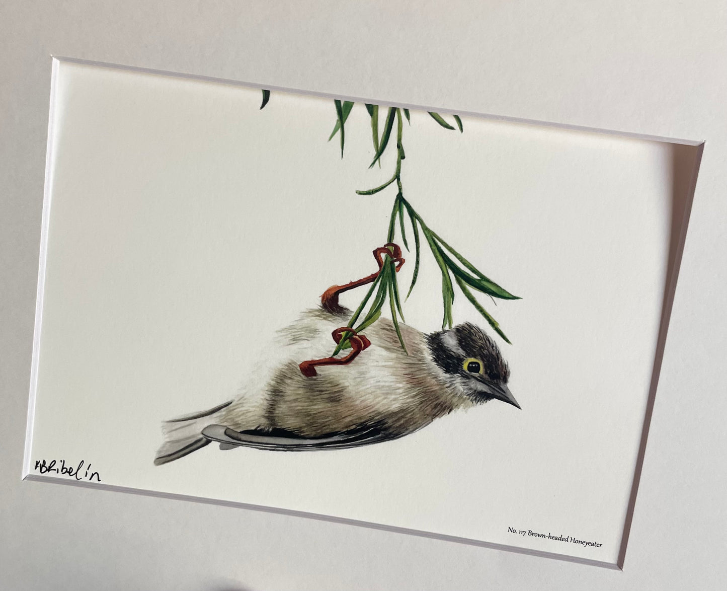 Brown-headed Honeyeater - Bird Art by KB