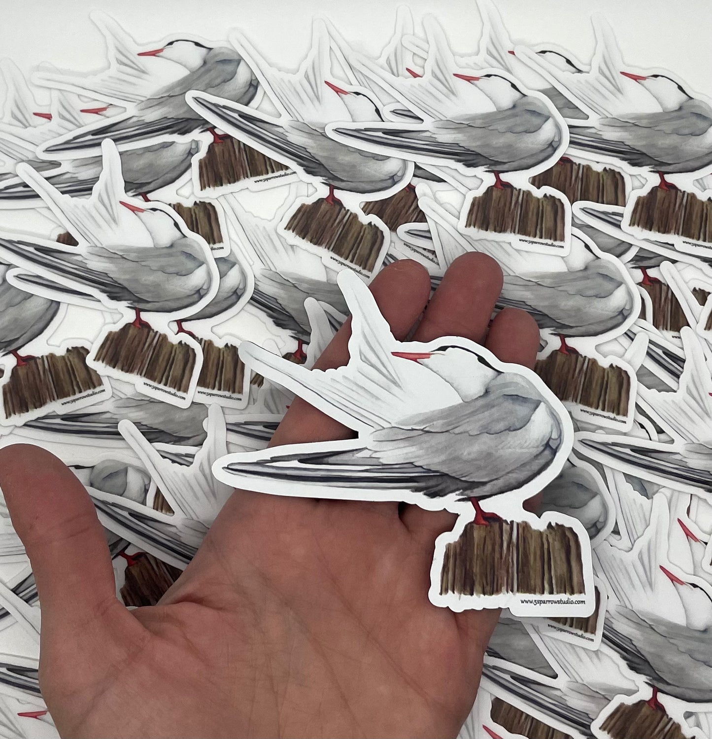 Common Tern - Bird Art by KB
