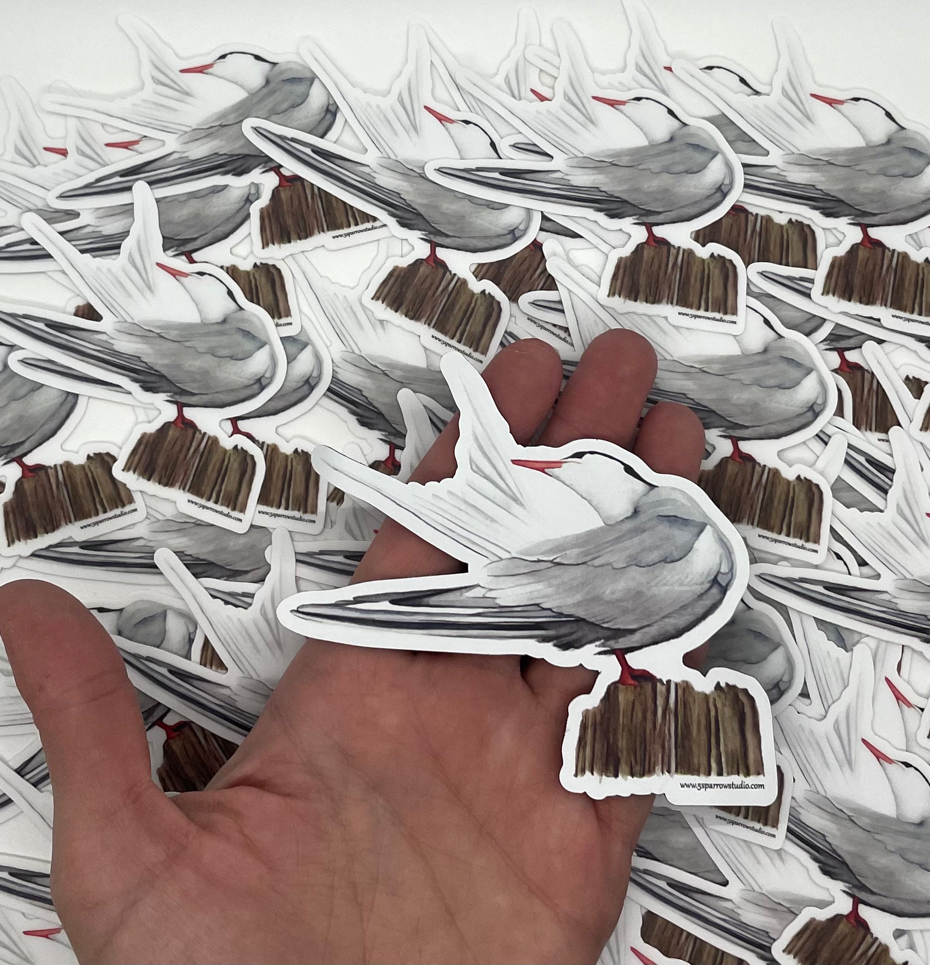 Common Tern - Bird Art by KB