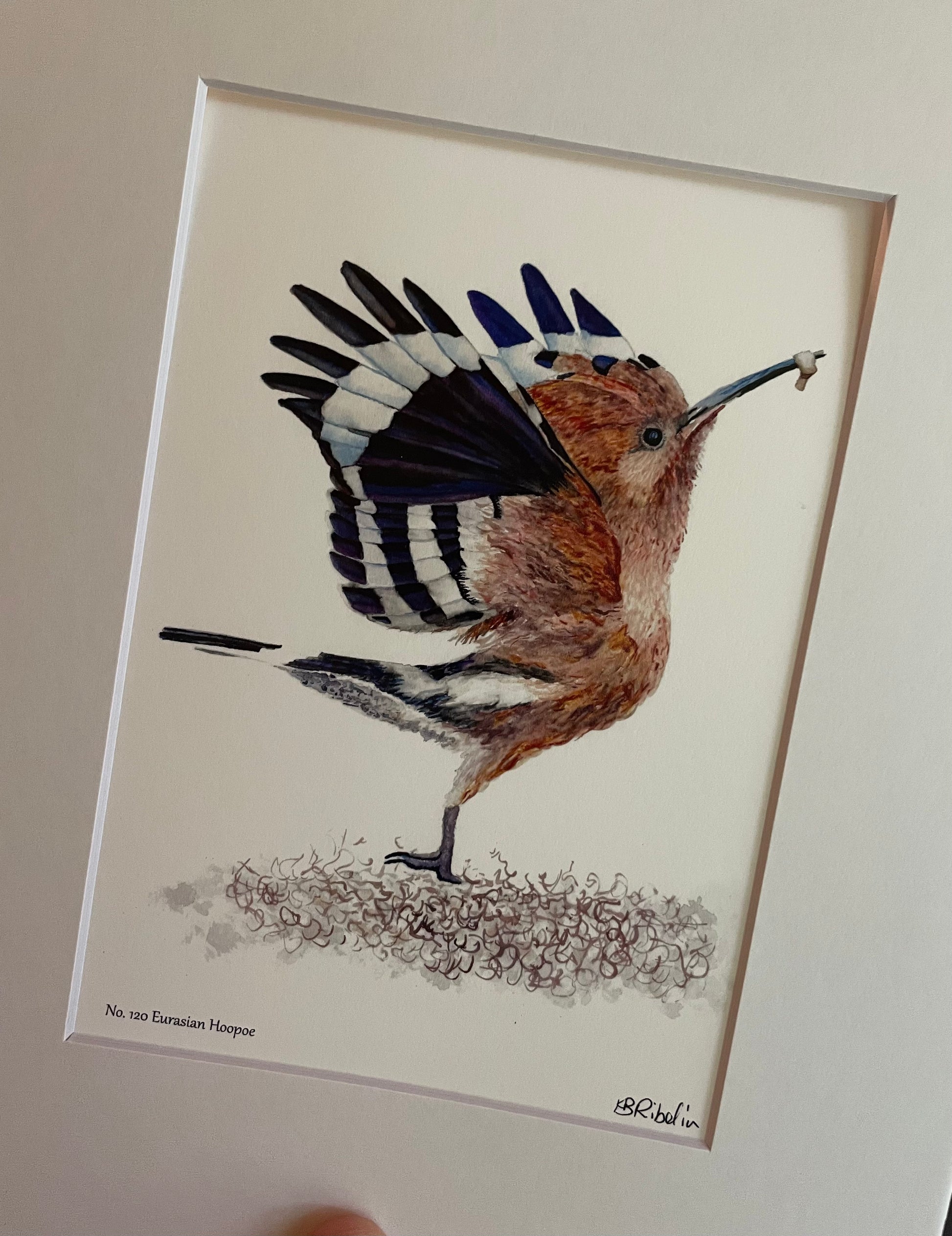 Eurasian Hoopoe - Bird Art by KB