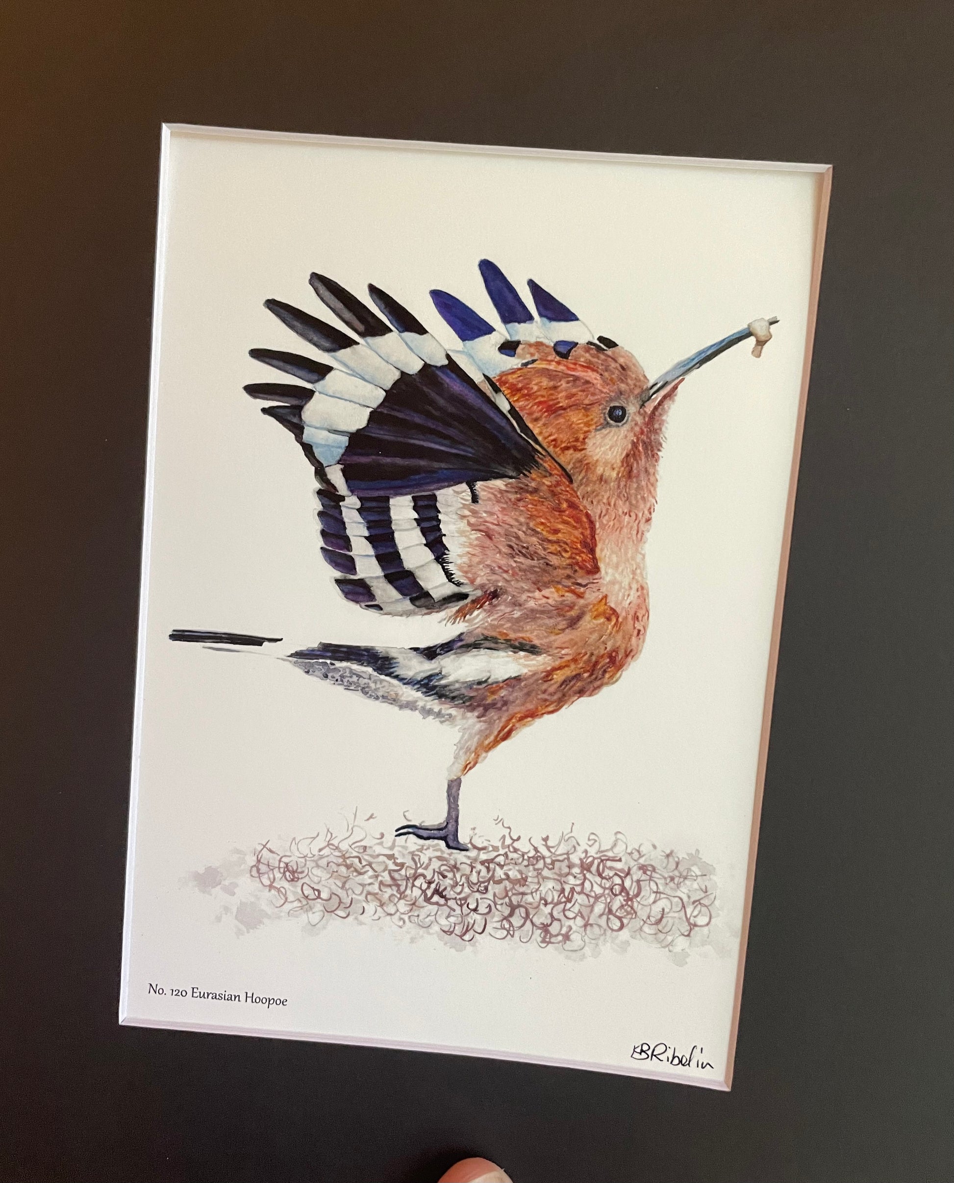 Eurasian Hoopoe - Bird Art by KB